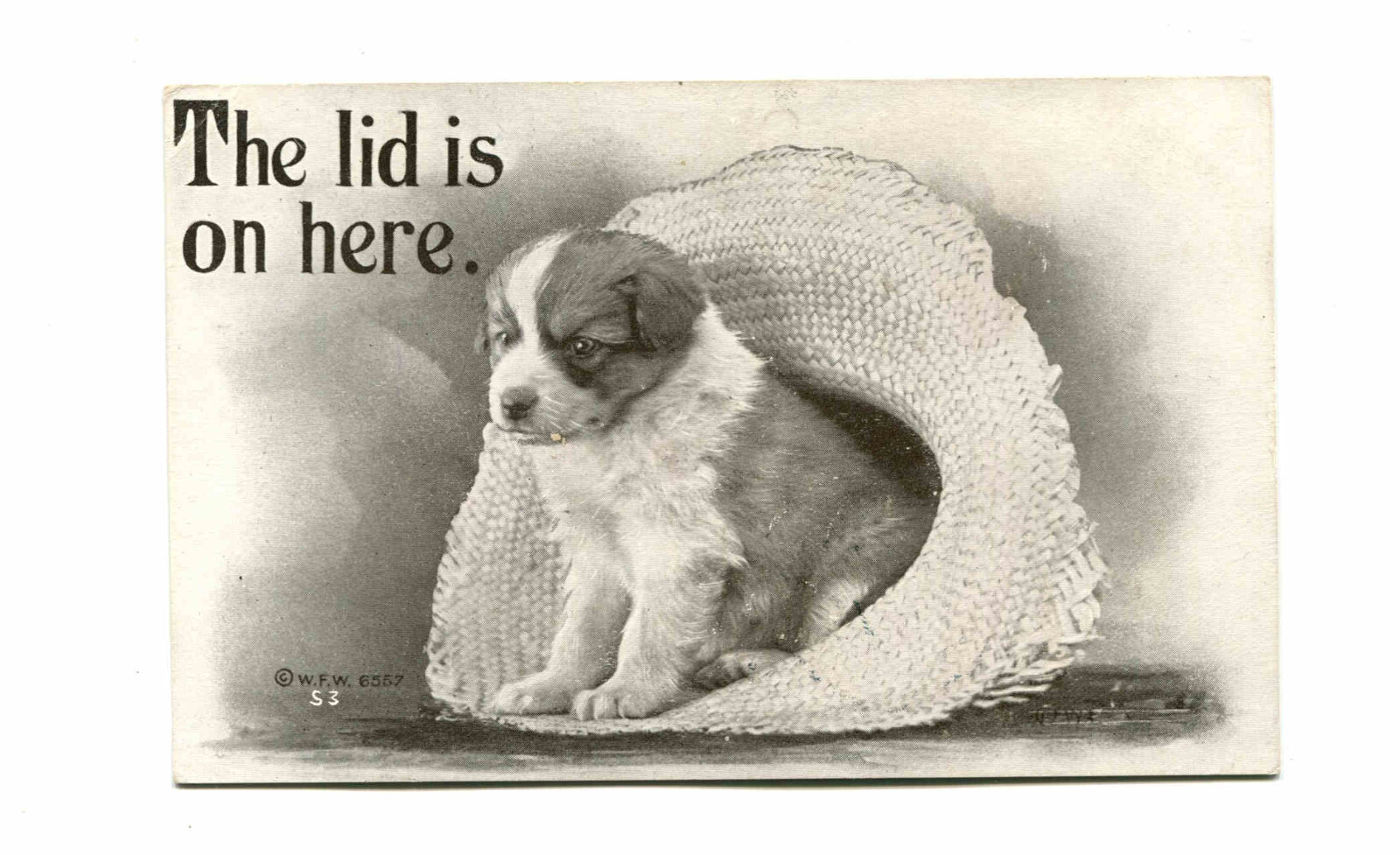 Puppy in hat - The Lid Is On Here - W.F. Williams Antique Vintage 1909 Postcard