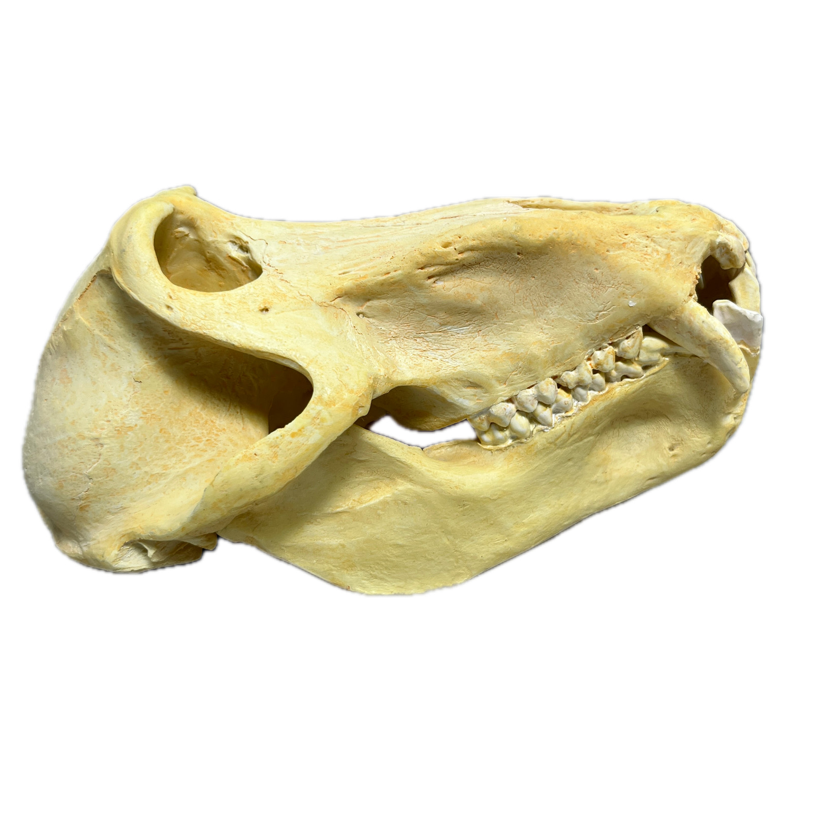 Vintage Chacma Baboon Skull Replica Accoutrements For Anatomy Papio Ursinus