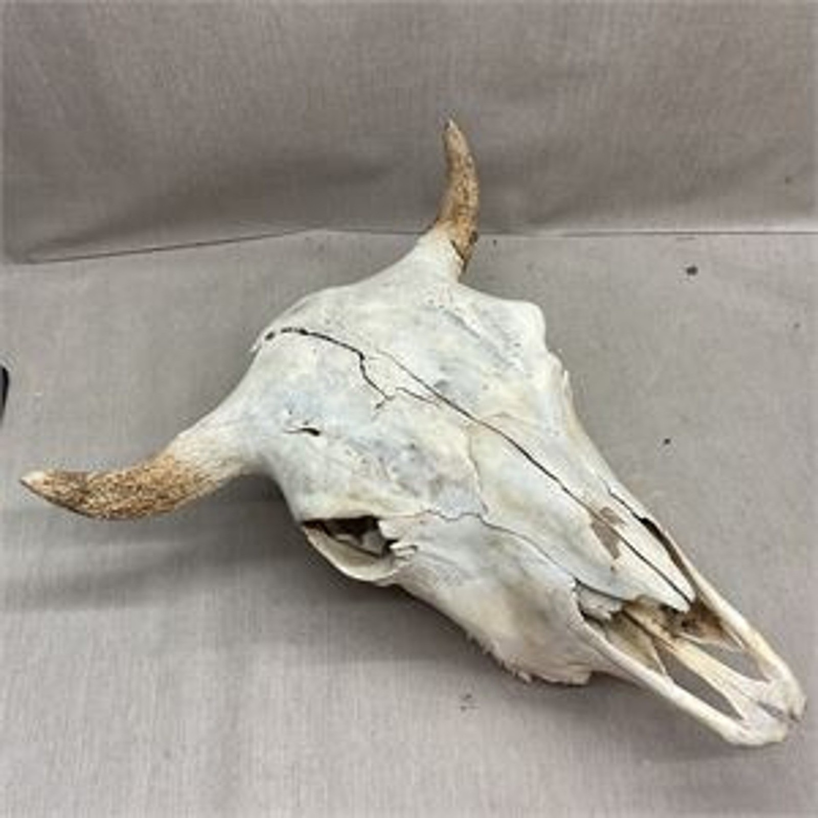 Authentic Steer Buffalo Skull w Horns Rustic Southwestern Head Decor Oddities