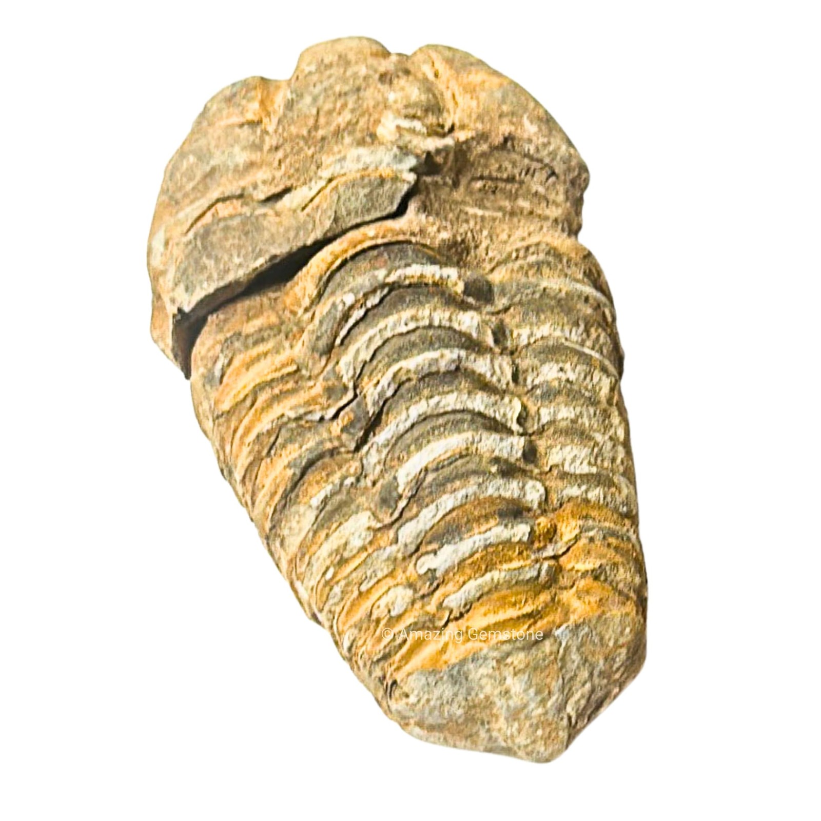 Amazing Gemstone TrilobiteFossil - 1.5\