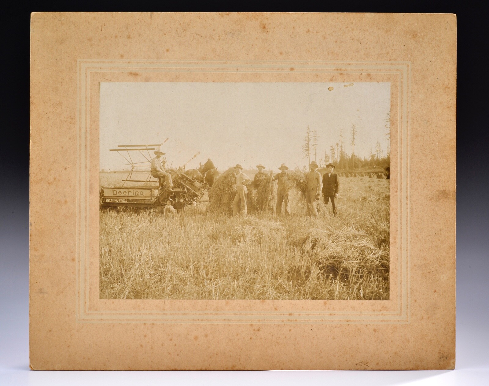 Deering Tractor Photo c1900 Grain Reaper Farmer 11.75