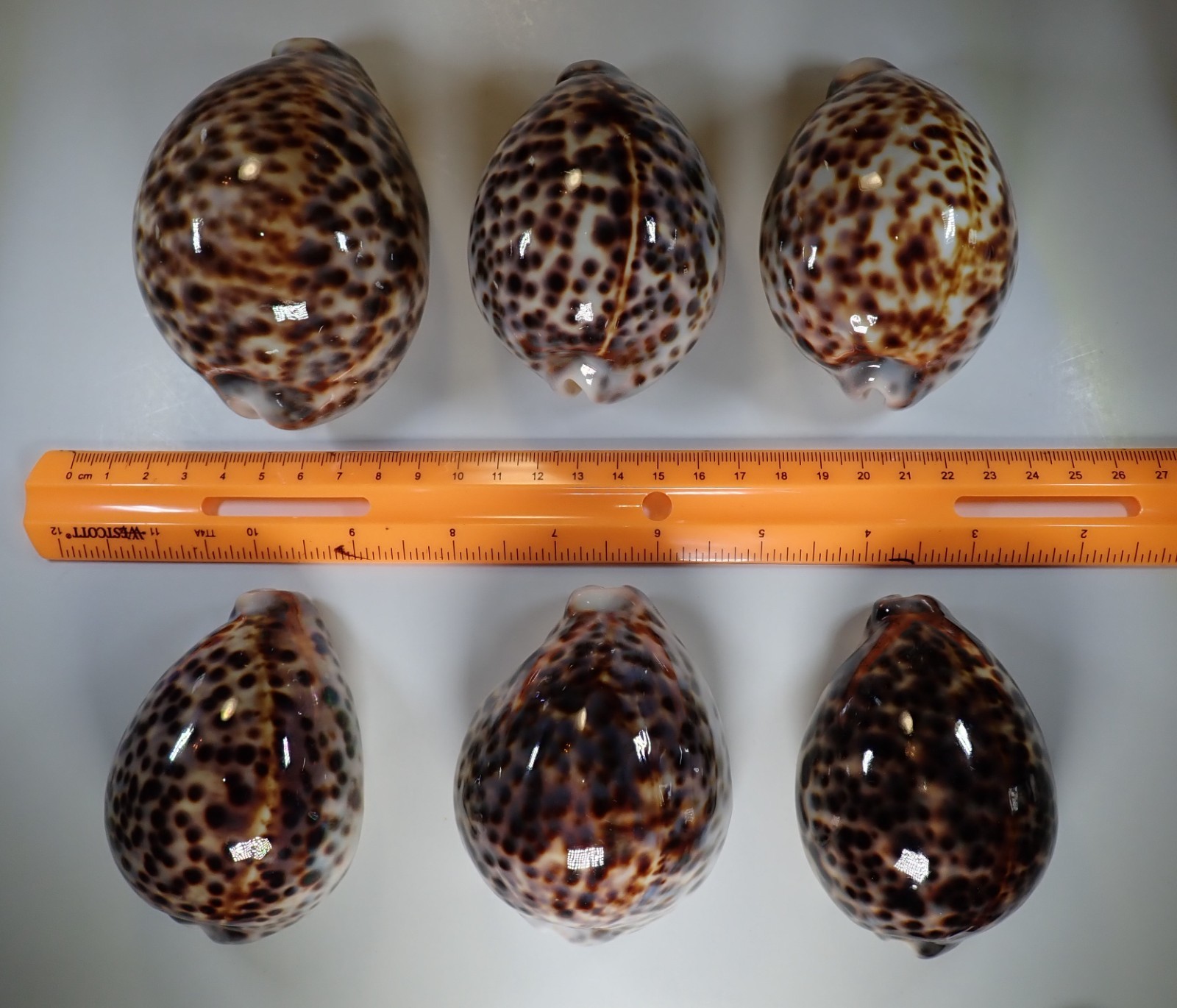 Six Cypraea Tigris, no scratches, defects. $60.00