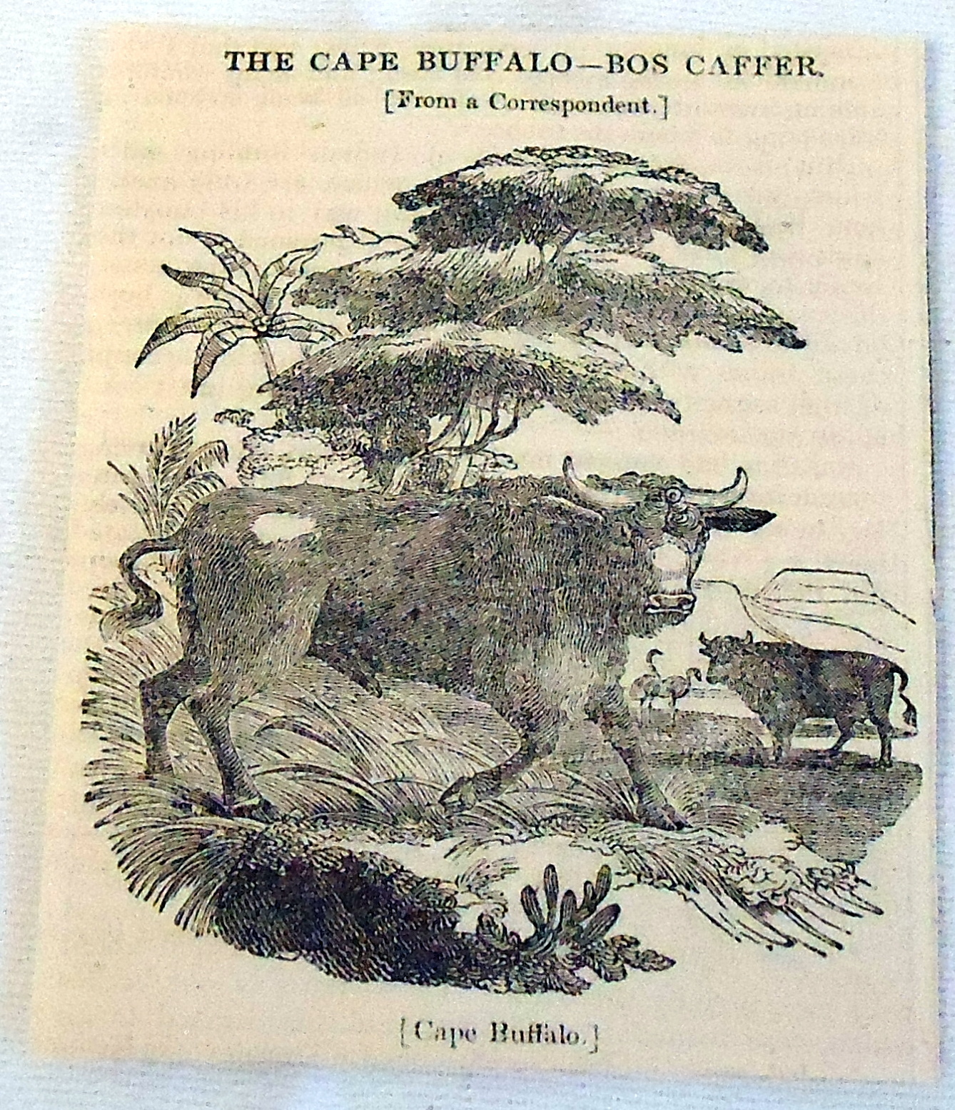 1832 small magazine engraving ~ CAPE BUFFALO - BOS CAFFER