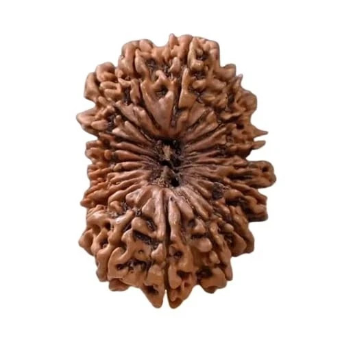 21 Mukhi Rudraksha Original Certified Nepali Big Size 26mm with Capping 21 Face