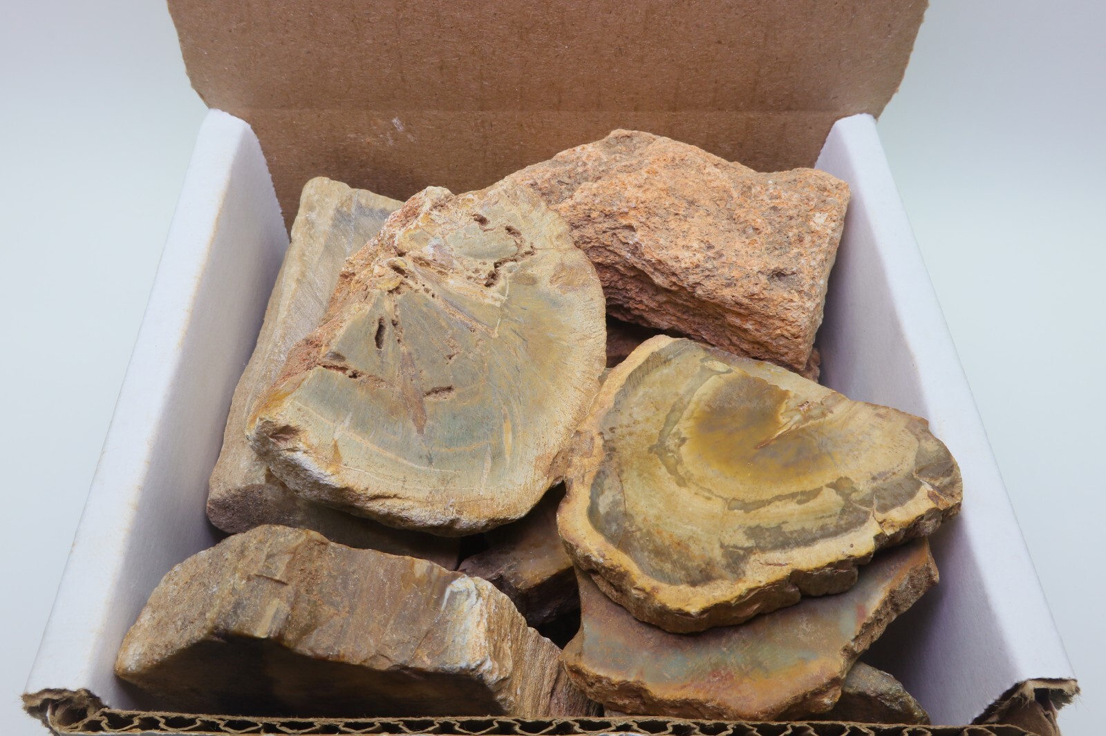 Petrified Wood 1 Lb Rough Natural Stones Bulk Wholesale Raw Mineral Specimens