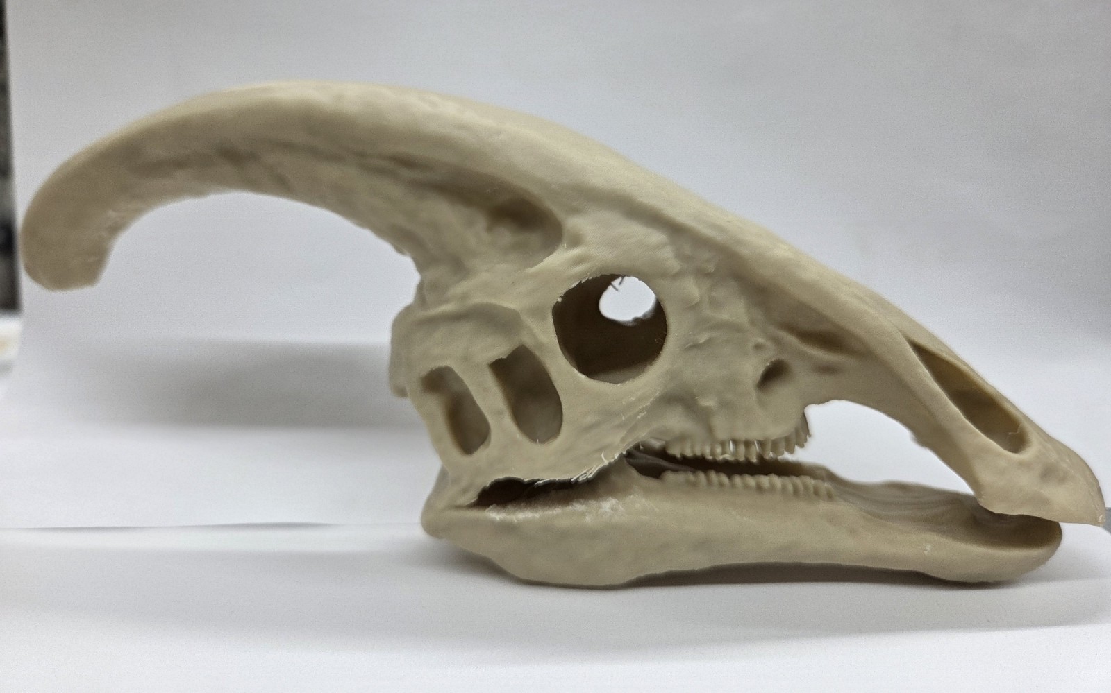 3d Printed Parasaurolophus Skull (Dinosaur, Prehistoric, Art)
