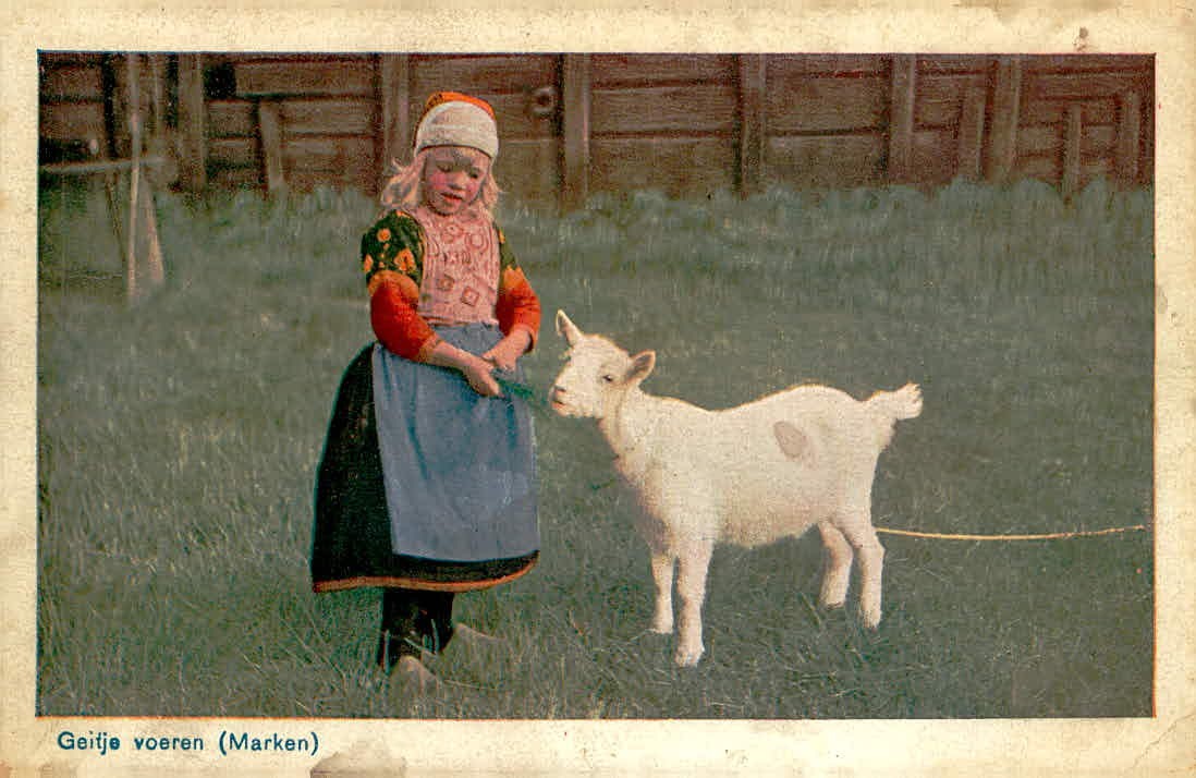 Marken Netherlands Dutch Girl Feeding Goat Traditional Costume Postcard