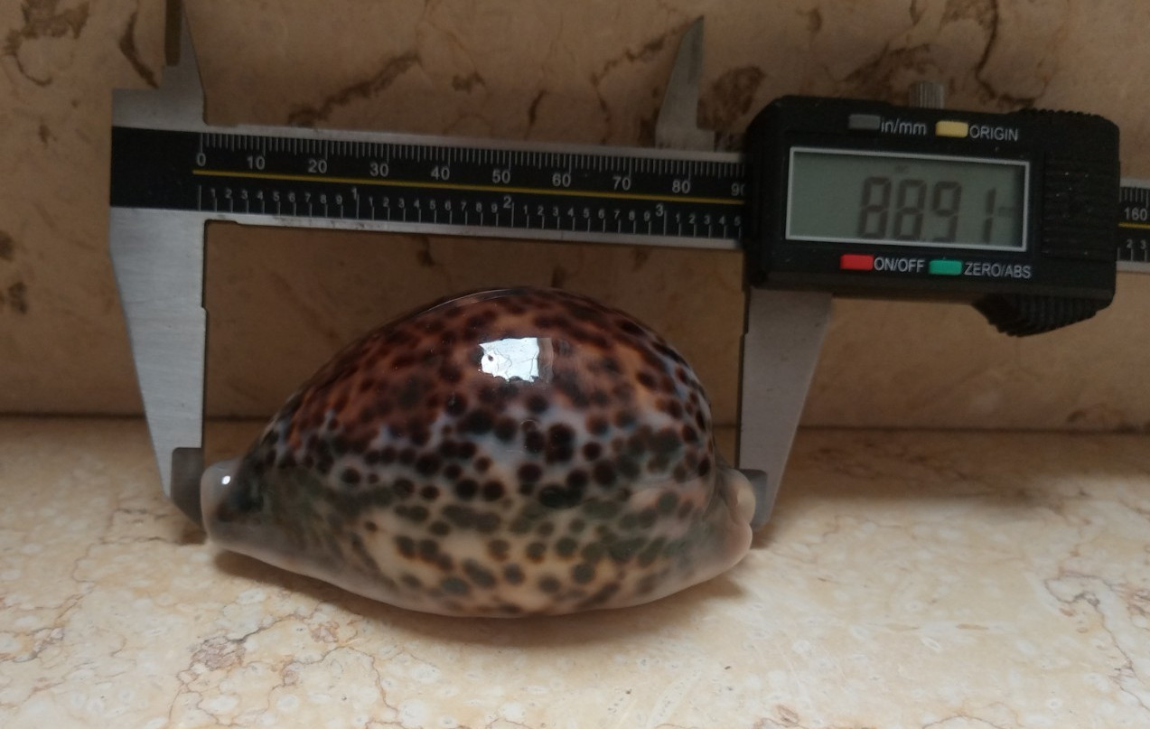 F Cypraea pantherina wow great color 88.9 mm F++++ red sea shell natural glossy