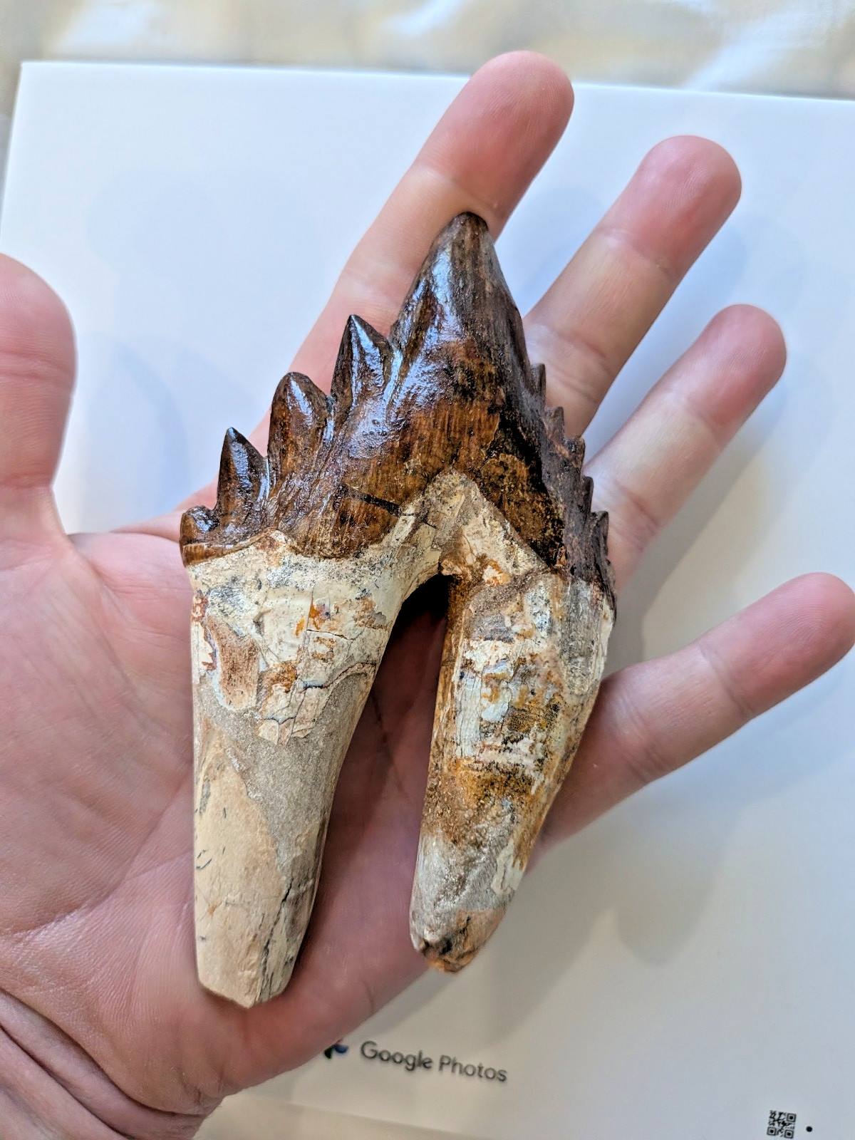 HUGE Basilosaurus tooth, 5.5\