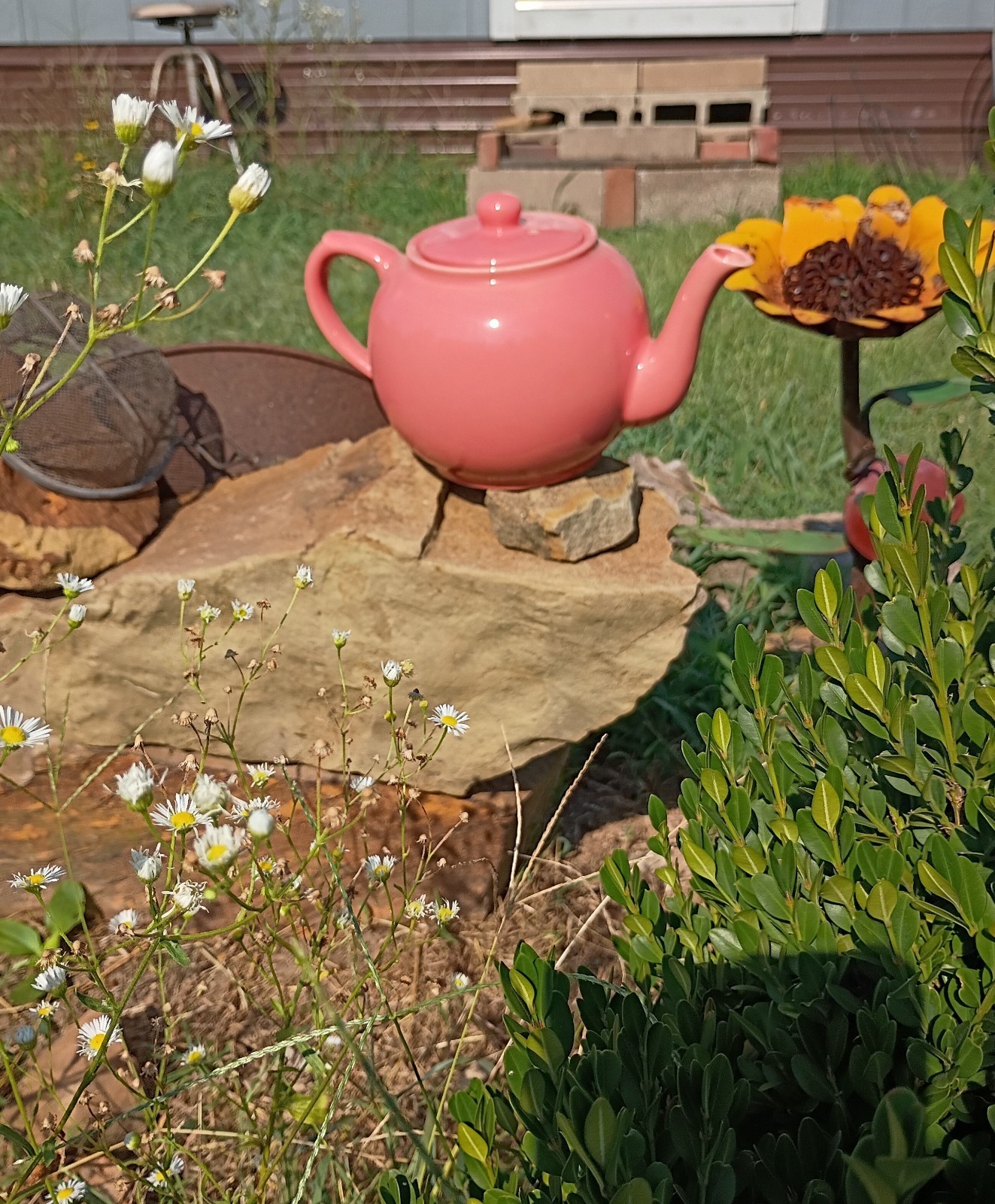 POTTERY BARN TEAPOT PINK ROSE COLOR IN EXCELLENT CONDITION 48OZ