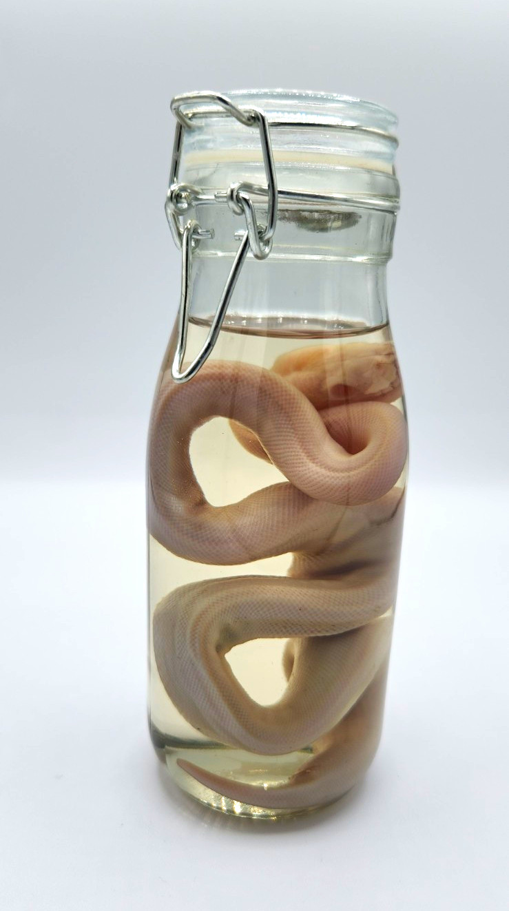 Preserved Snake Wet Specimen In Glass Jar - Albino Ball Python