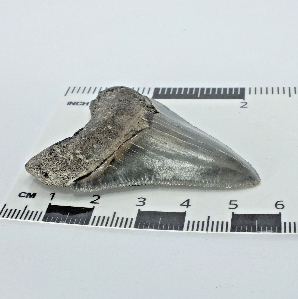 Carcharocles  Megalodon Shark Tooth St Mary's River Georgia USA (EA10669) framed