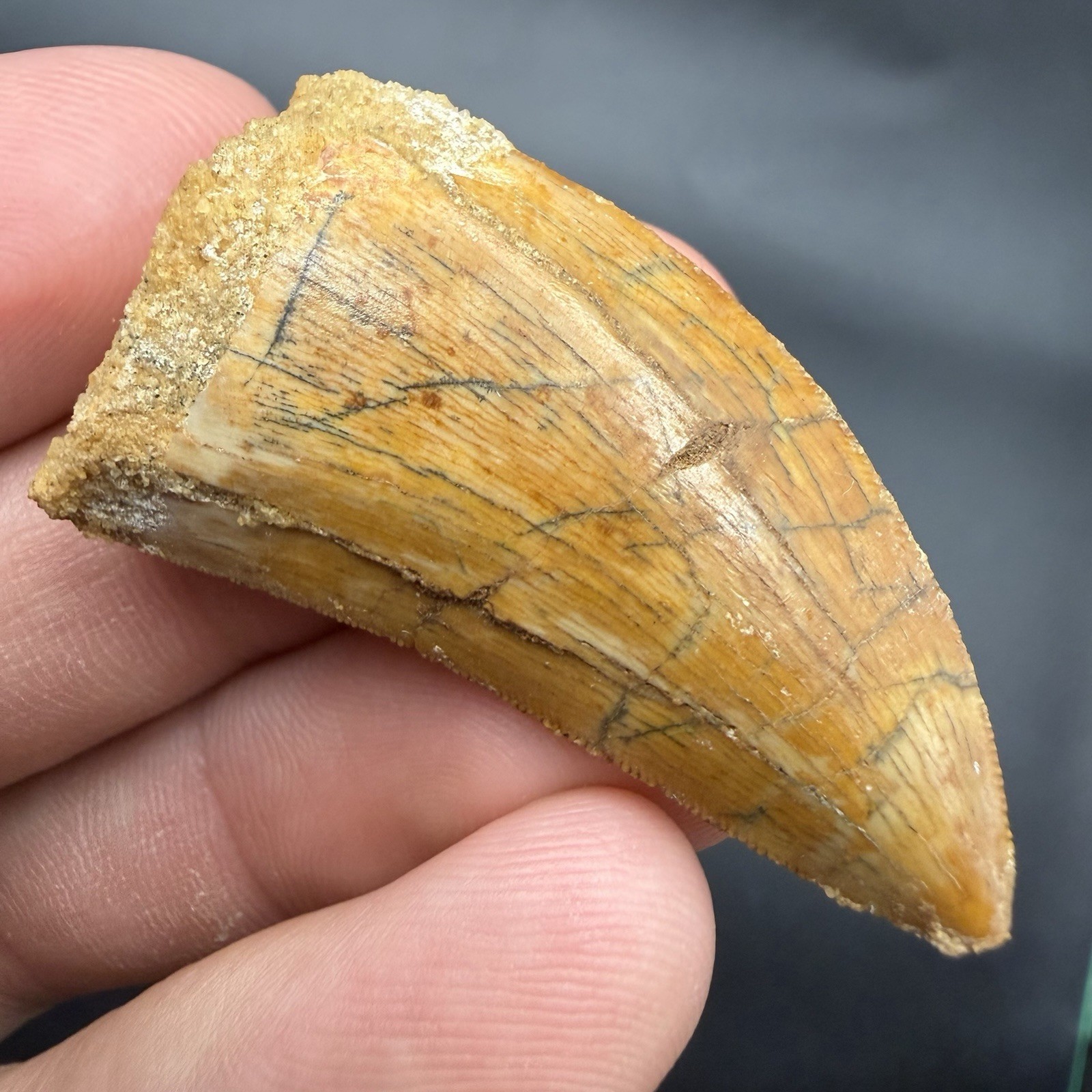 KILLER CHARCHARODONTOSAURUS DINOSAUR TOOTH FOSSIL 1.73” REAL FOR SALE