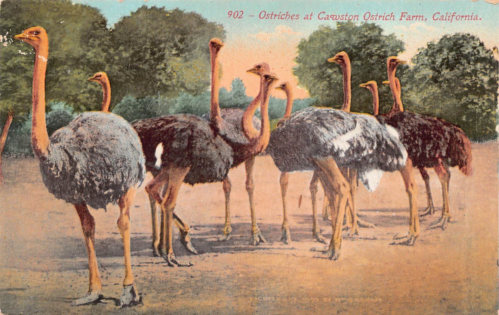 Pasadena CA California Cawston Ostrich Farm Arroyo Seco Valley Vtg Postcard B49