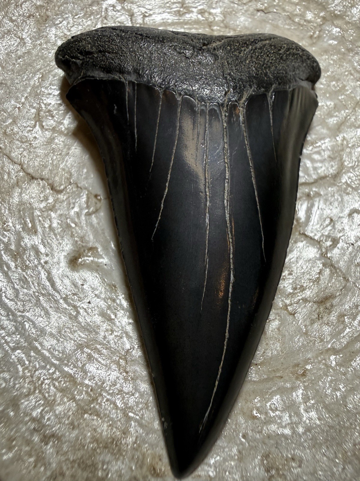 HUGE 3.11” CARCHARODON HASTALIS MAKO WHITE SHARK LOWER TOOTH FOSSIL GEORGIA