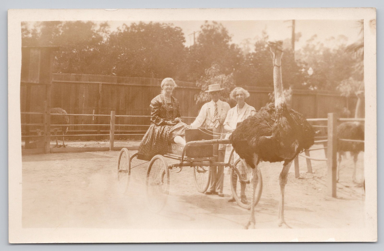 Ostrich Cart Ride Three Adults Zoo Park Scene RPPC Real Photo Postcard
