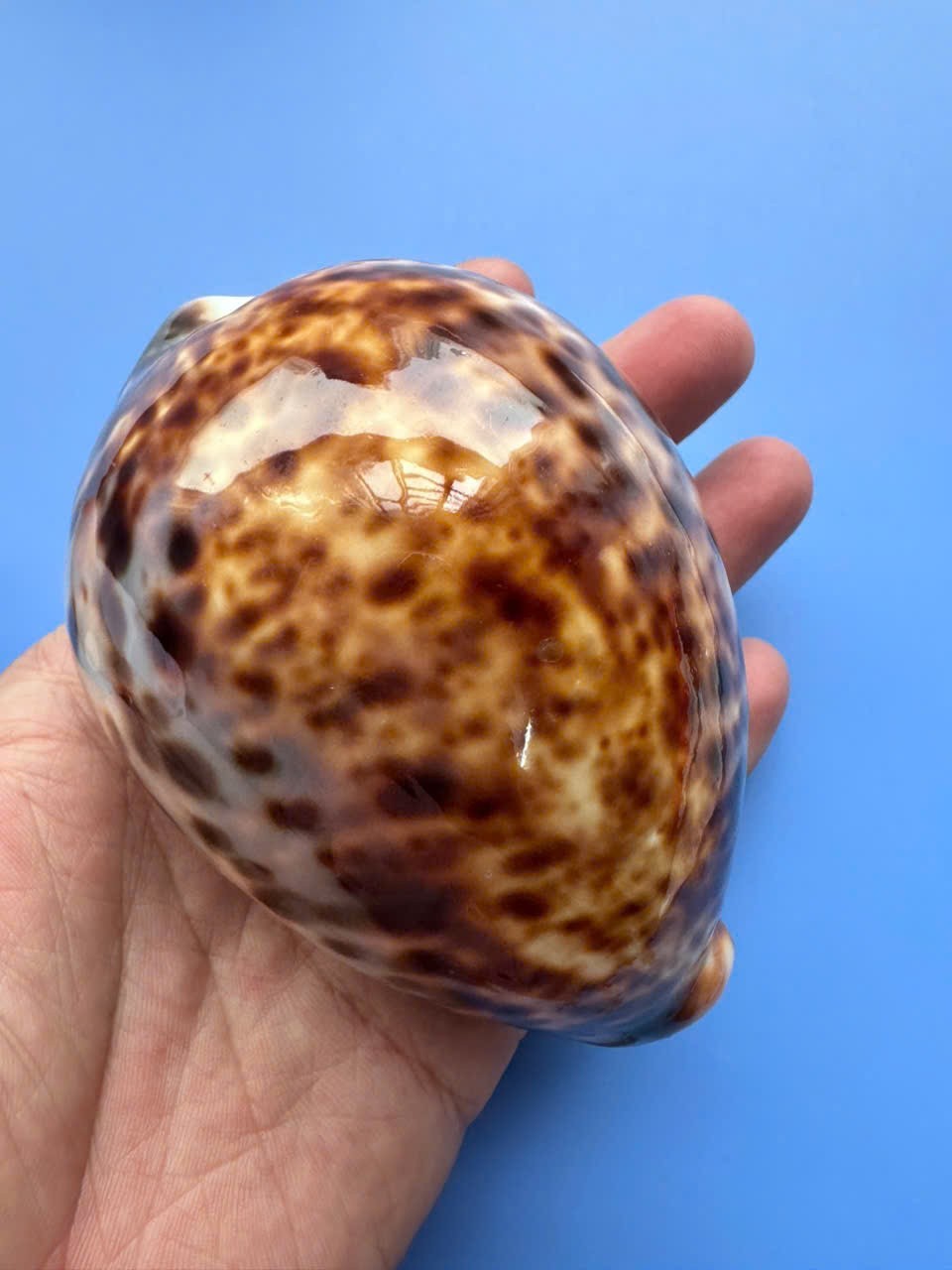 101.9mm | Cypraea Tigris| F+++ GEM| BIG size | BROWN color | Nice shell 101.9mm | Cypraea Tigris| F+++ GEM| BIG size | BROWN color | Nice shell