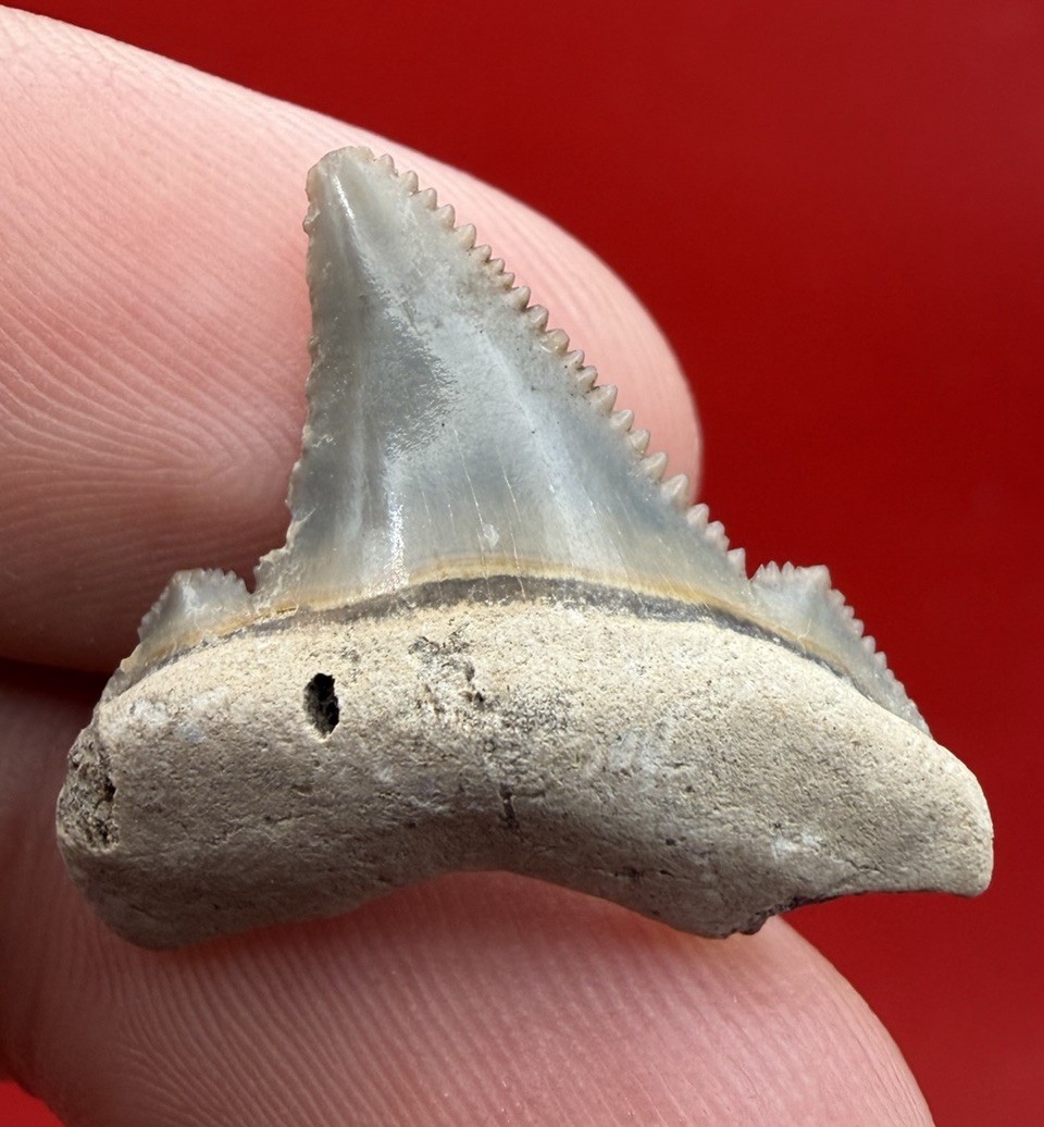 JUVENILE ANGUSTIDENS SHARK TOOTH - Chandler Bridge Formation South Carolina 