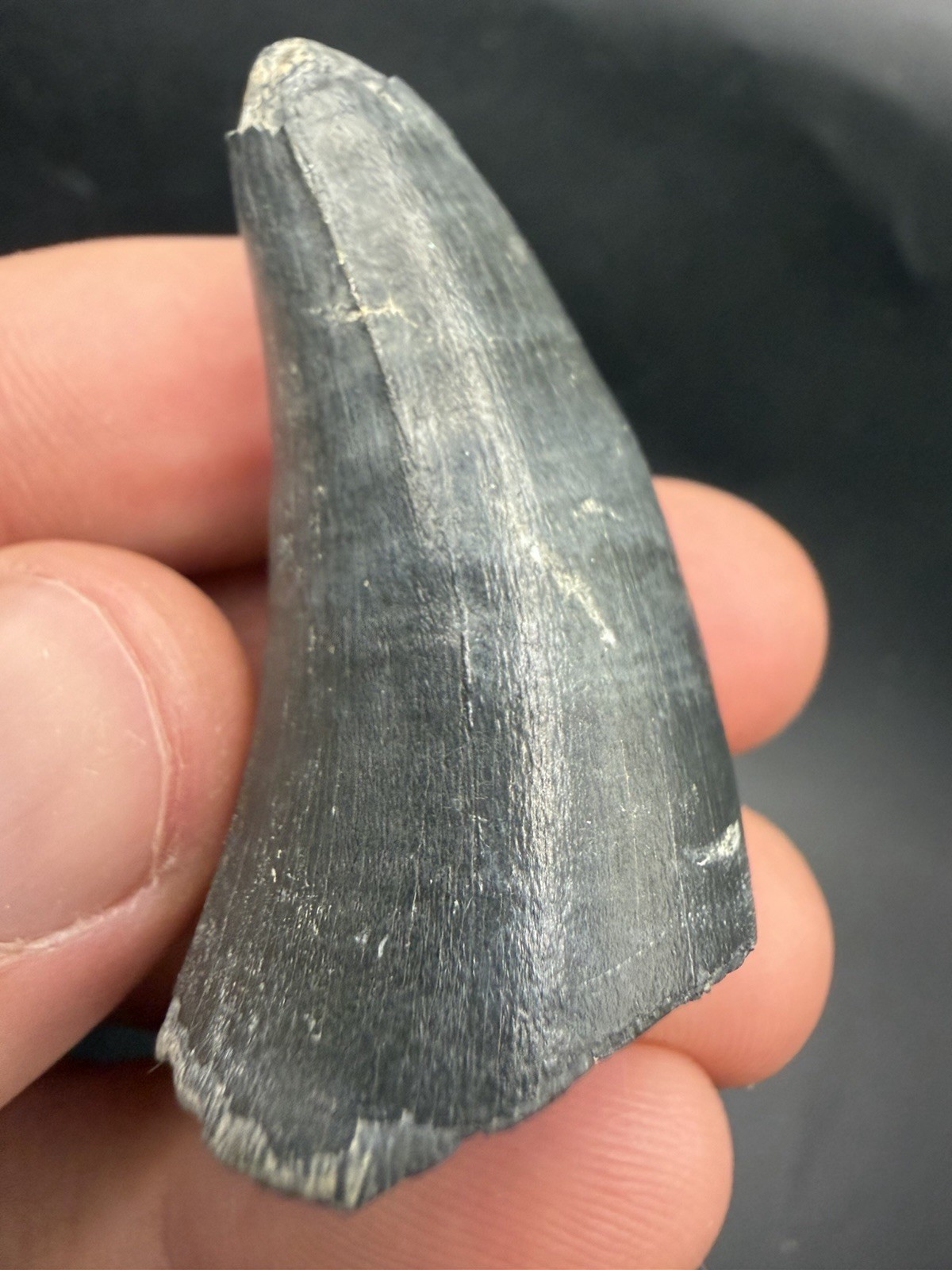 MONSTER SIZED FOSSIL GATOR TOOTH SOUTHWEST FLORIDA FOSSIL 1.67” HUGE