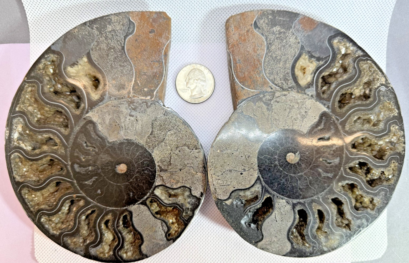 AMMONITE MATCHED PAIR - BLACK - 5.5