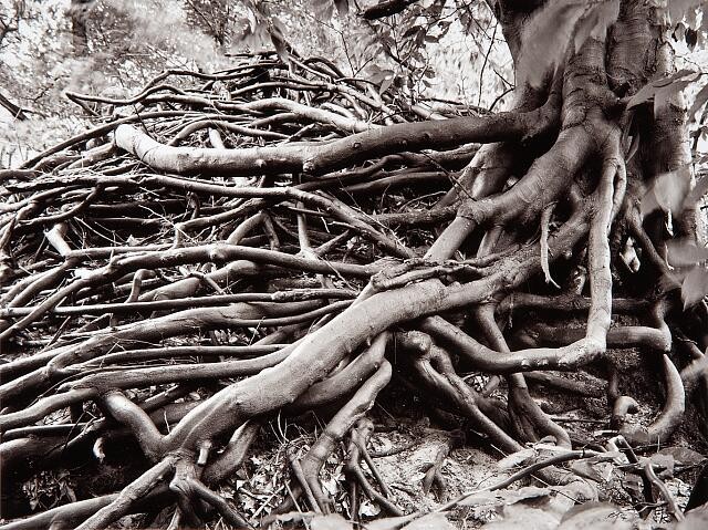 Photo:Chicago Architecture Foundation 1952 Tree Roots Detail View