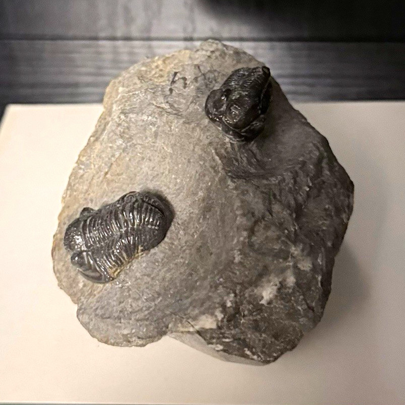 Trilobite Fossil Genuine Specimen Rock Matrix Two Trilobites Excellent Condition