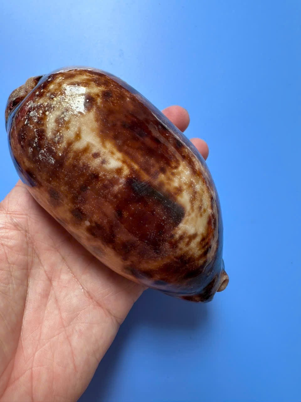 131mm | Cypraea Testudinaria | F+++| GIANT size | Beautiful shell 131mm | Cypraea Testudinaria | F+++| GIANT size | Beautiful shell