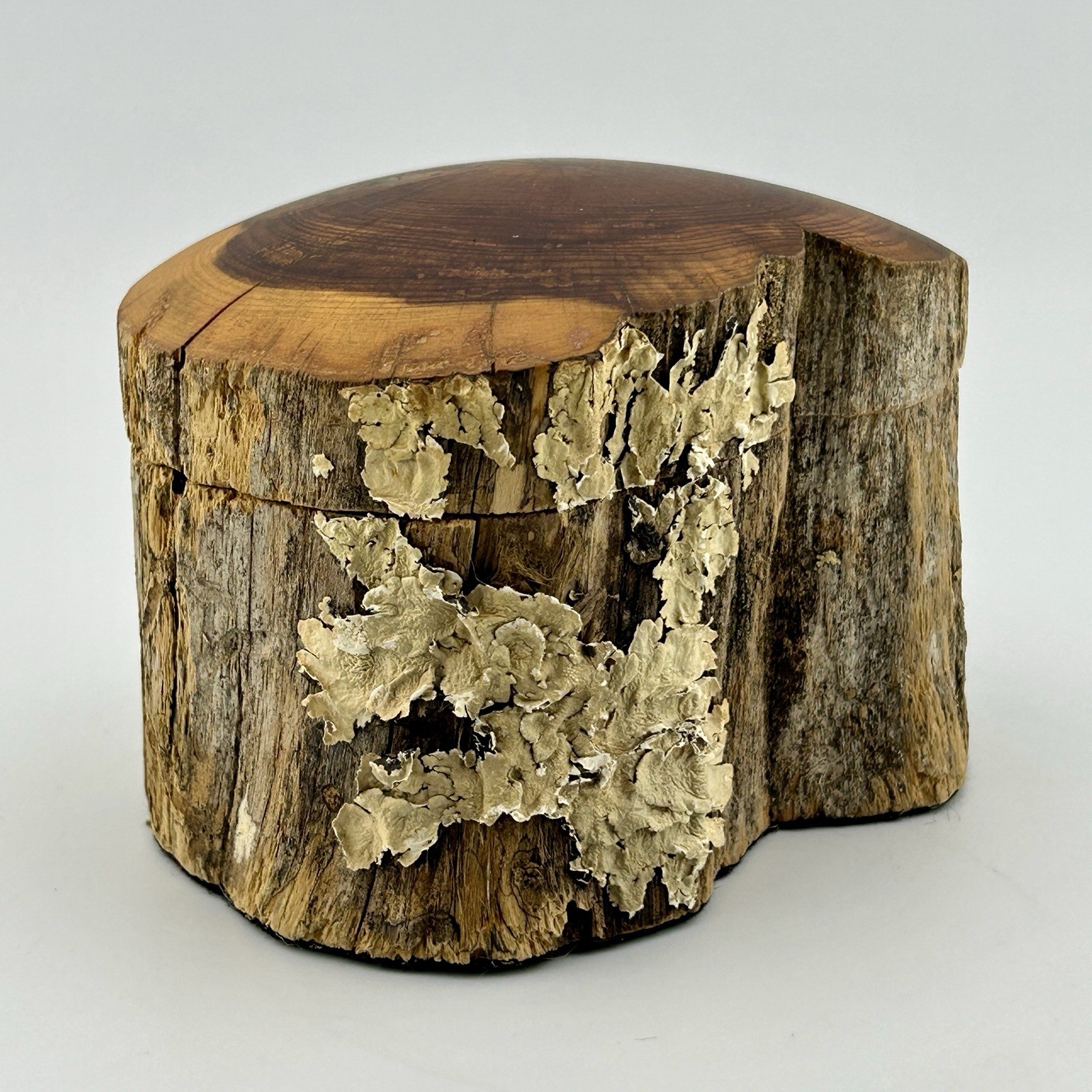 Handcrafted Wood Log Stump Trinket Box w/ Real Lichen Folk Art 1970s Vintage