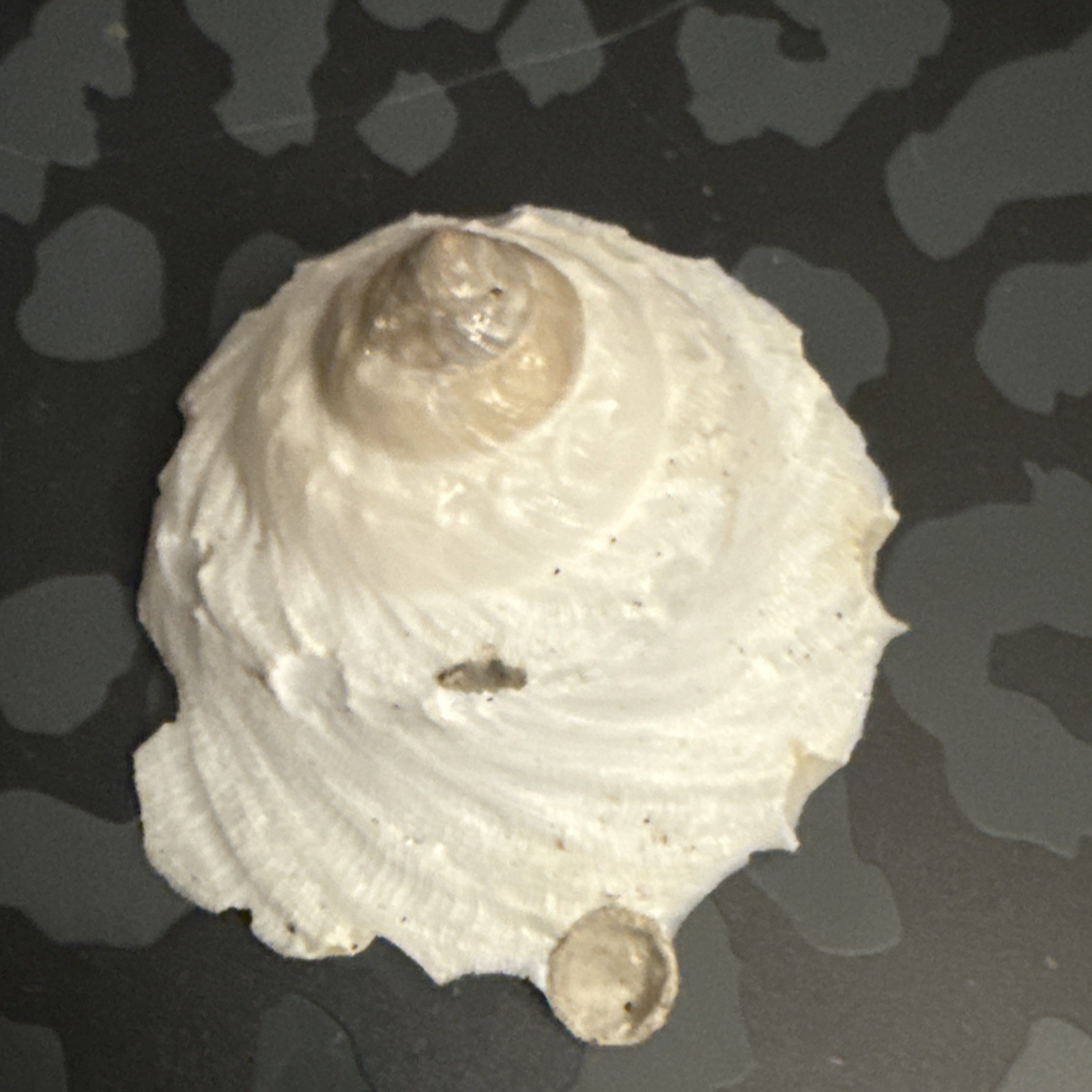 Xenophora Conchyliophora W/collection Data Collector/gift/decor
