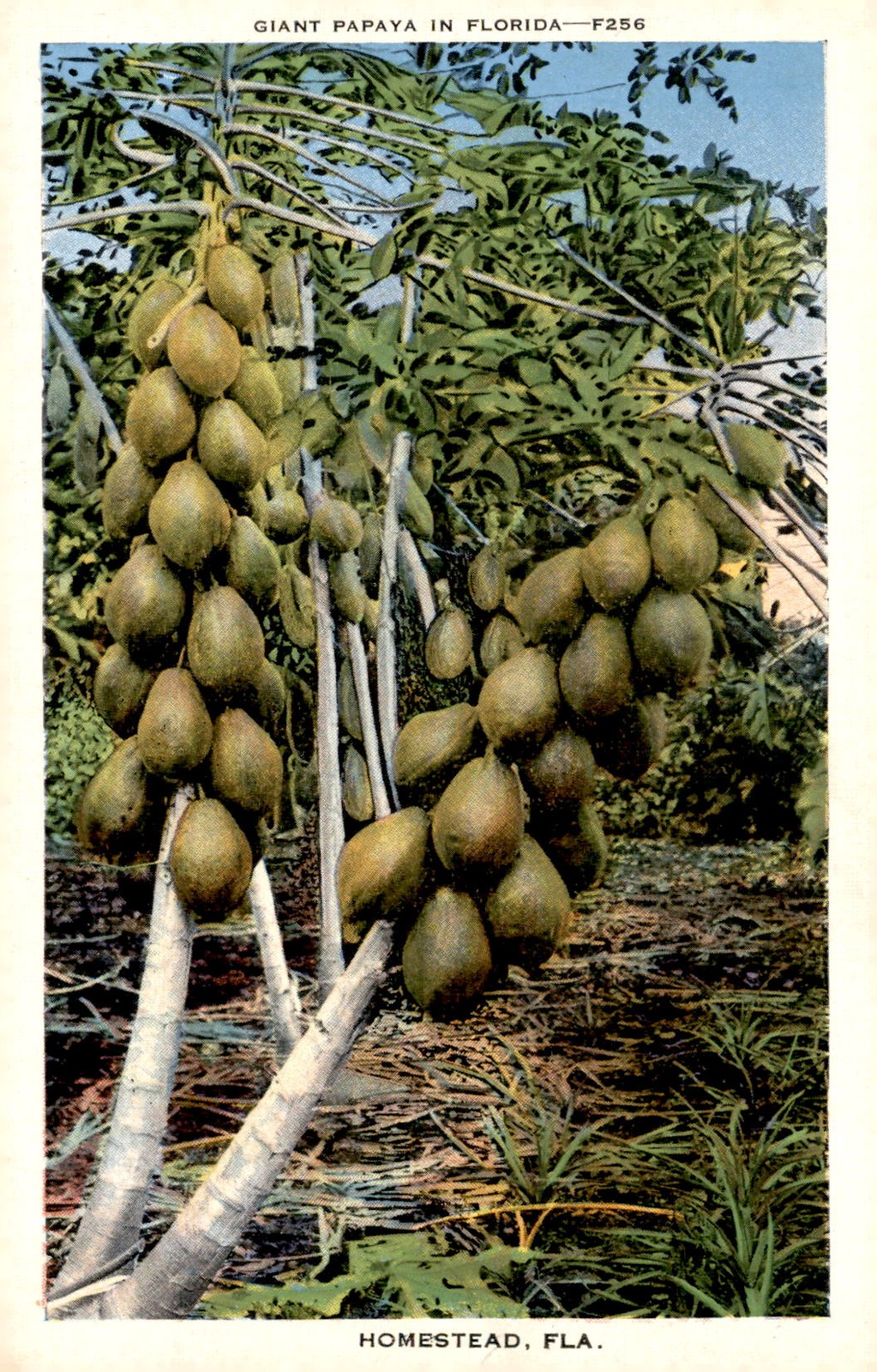 Giant Papaya in Florida, 1937 Postcard