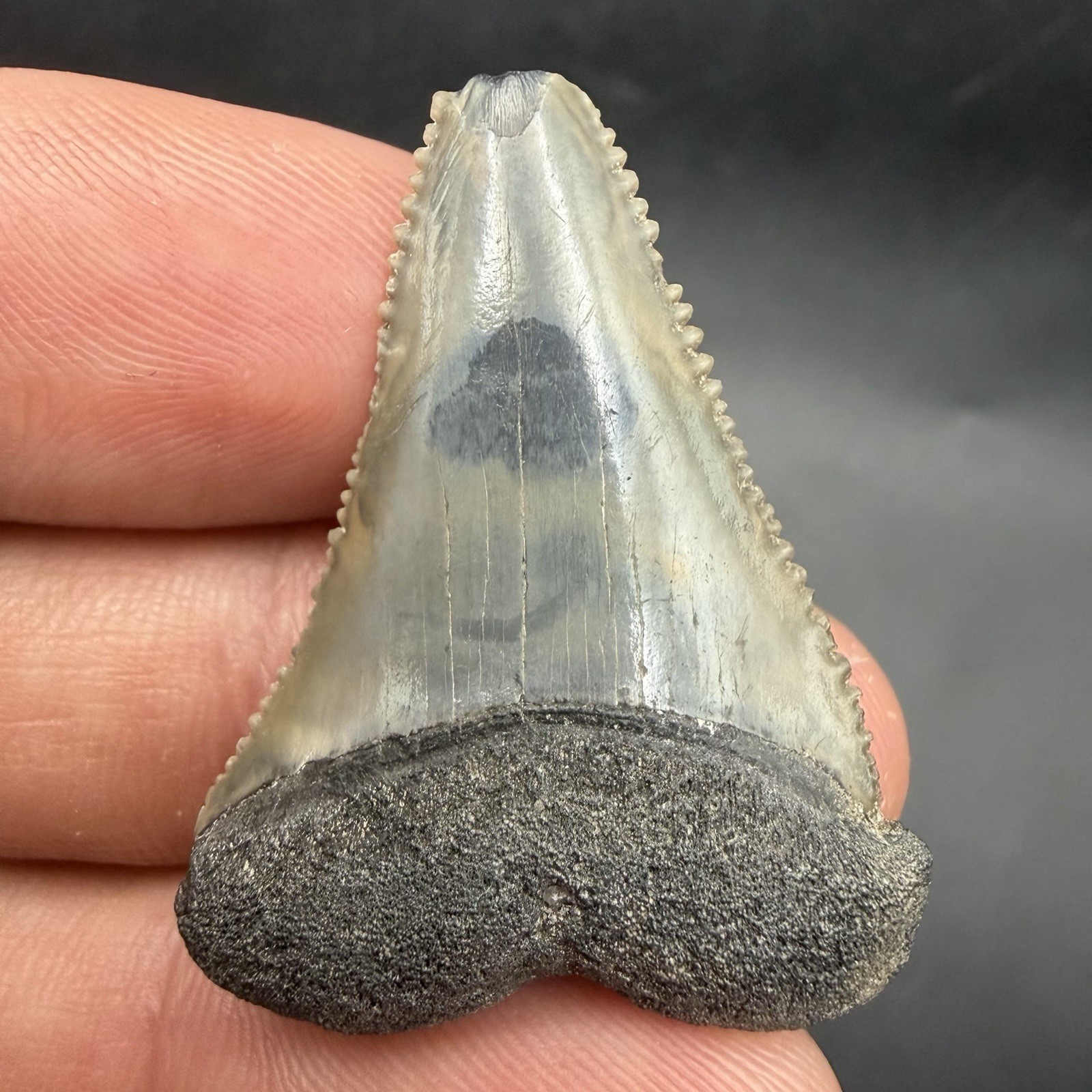 GREAT WHITE SHARK TOOTH FOSSIL 1.51” SWFL NO REPAIRS ALL NATURAL