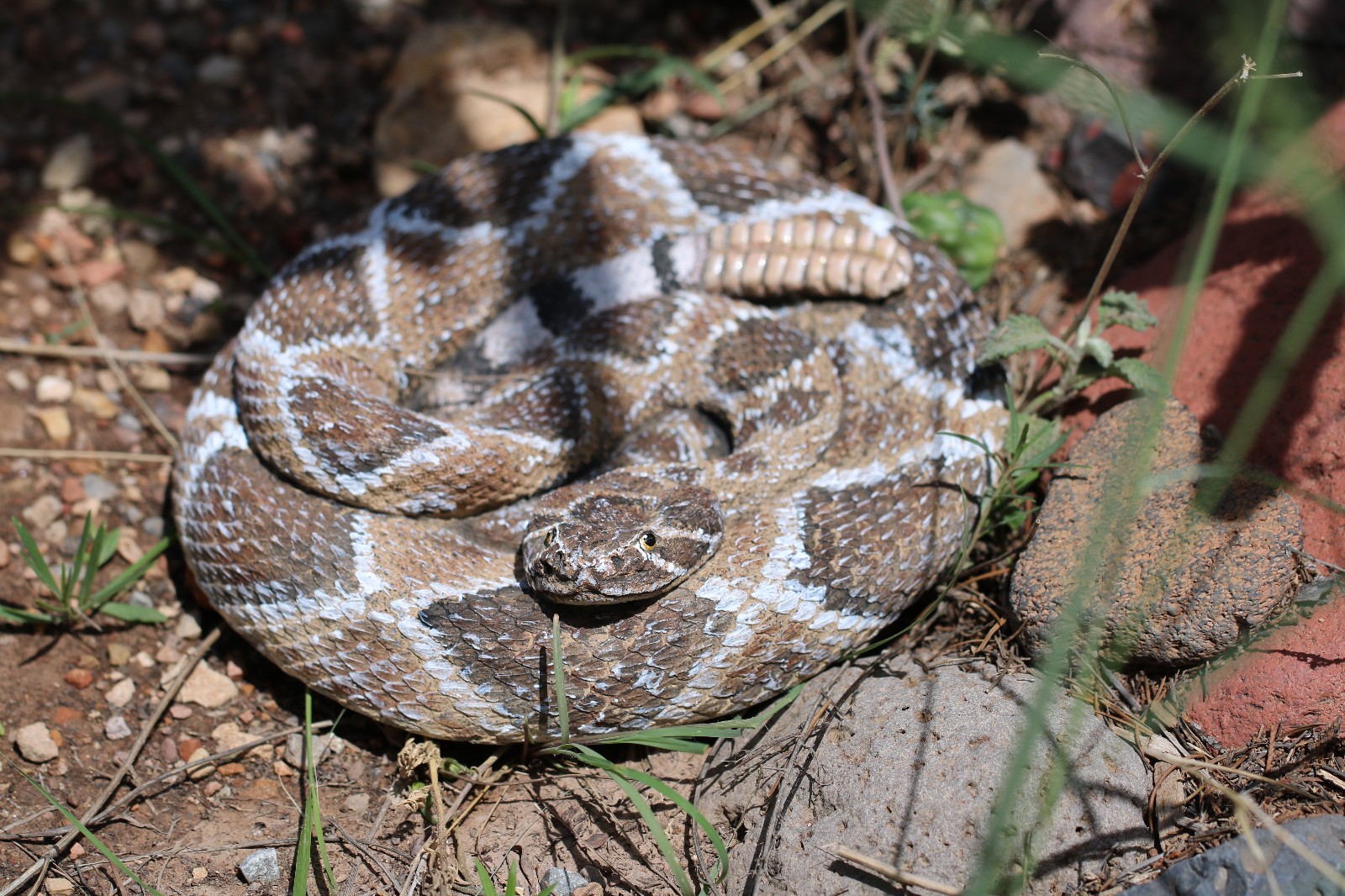 Vintage Coiled Rattle Snake Herpetology Museum Display  8 x 1.5 Inch