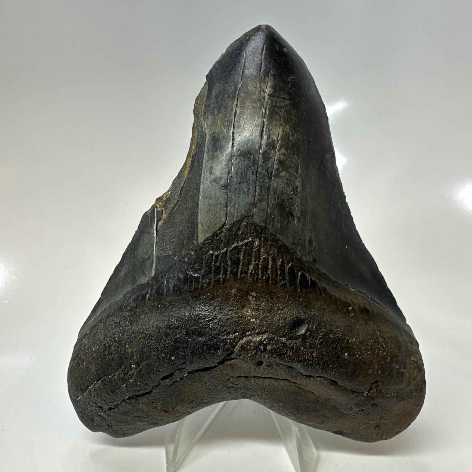 Megalodon Shark Tooth 4.75 Inch - Unique - Natural Fossil  - Real Teeth 20691