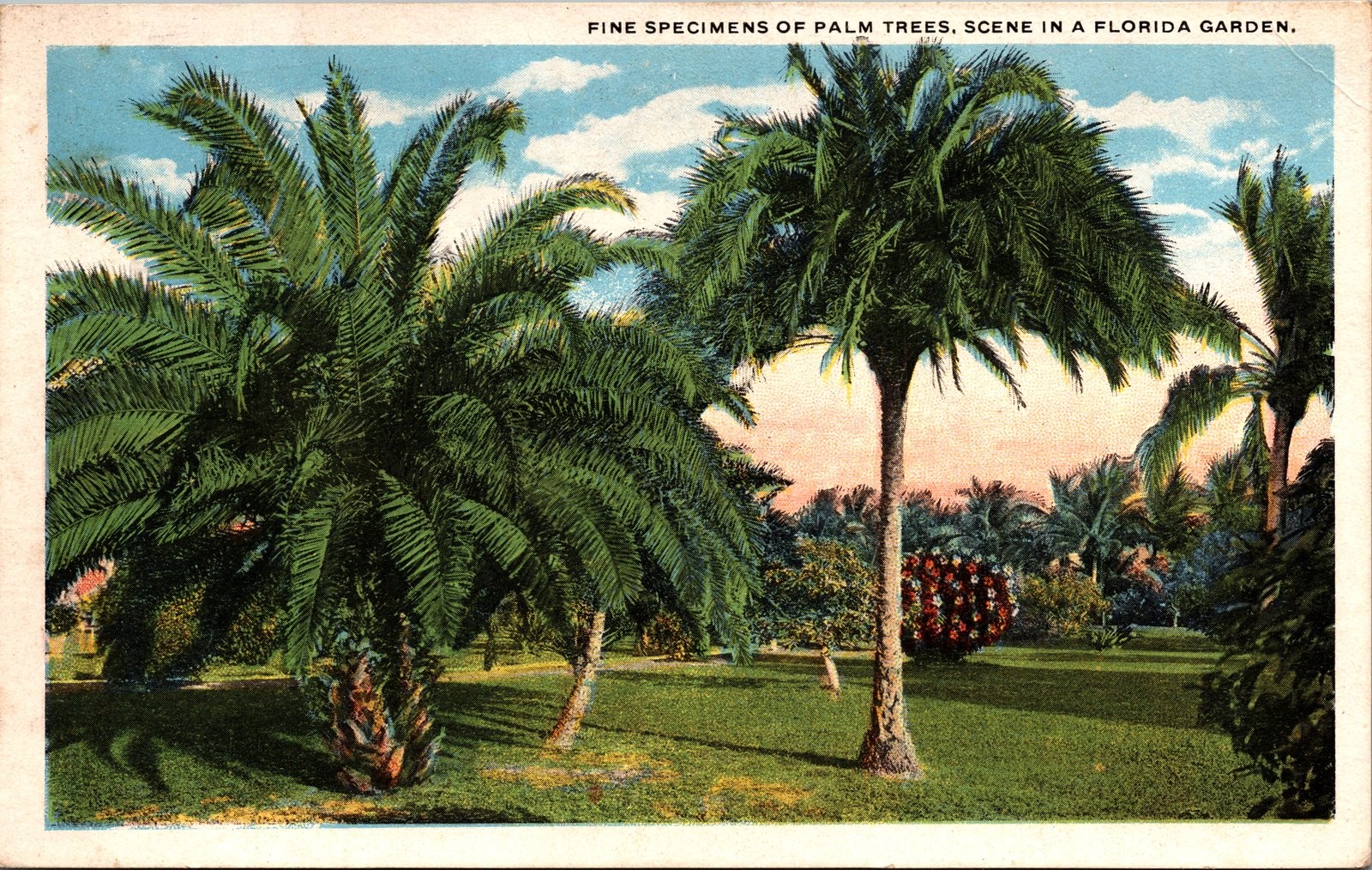 Vintage Florida Garden Palm Trees White Border Postcard Unposted