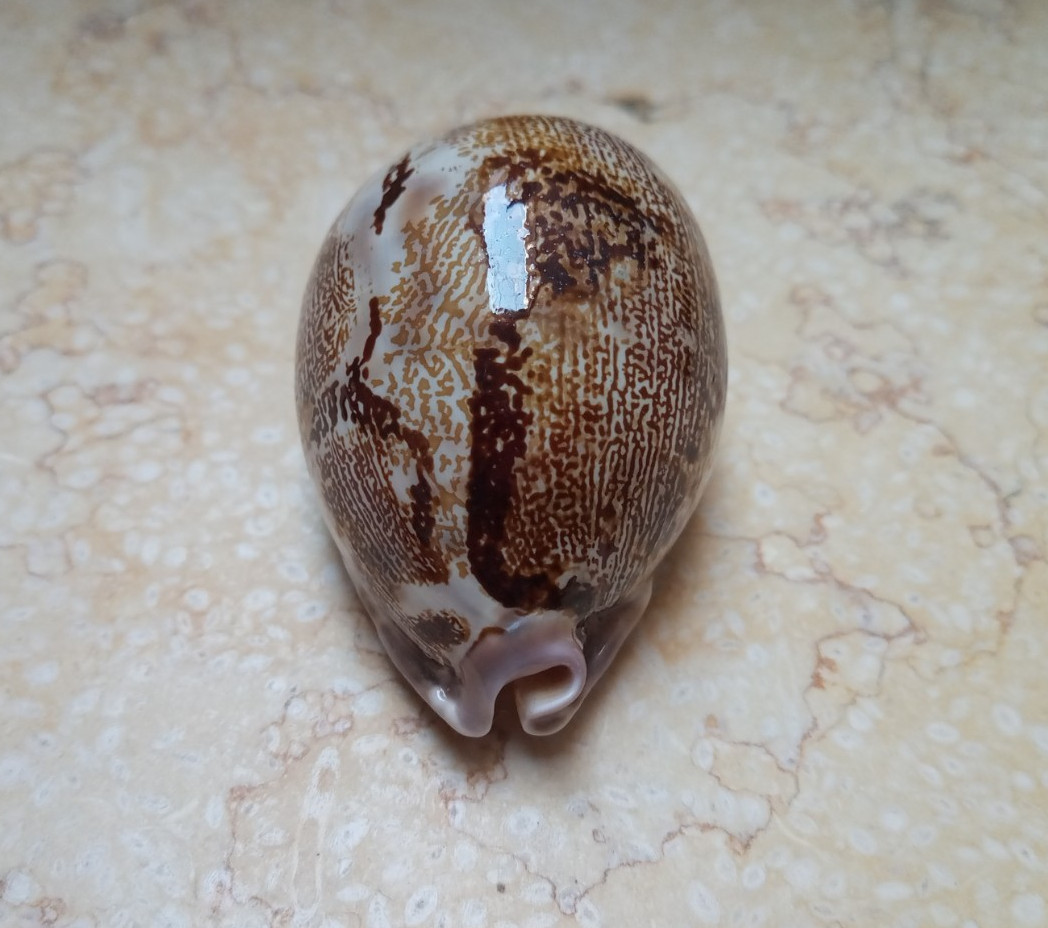 F Cypraea rosea mappa WOW singularis great pattern natural glossy F++++ 78.7mm