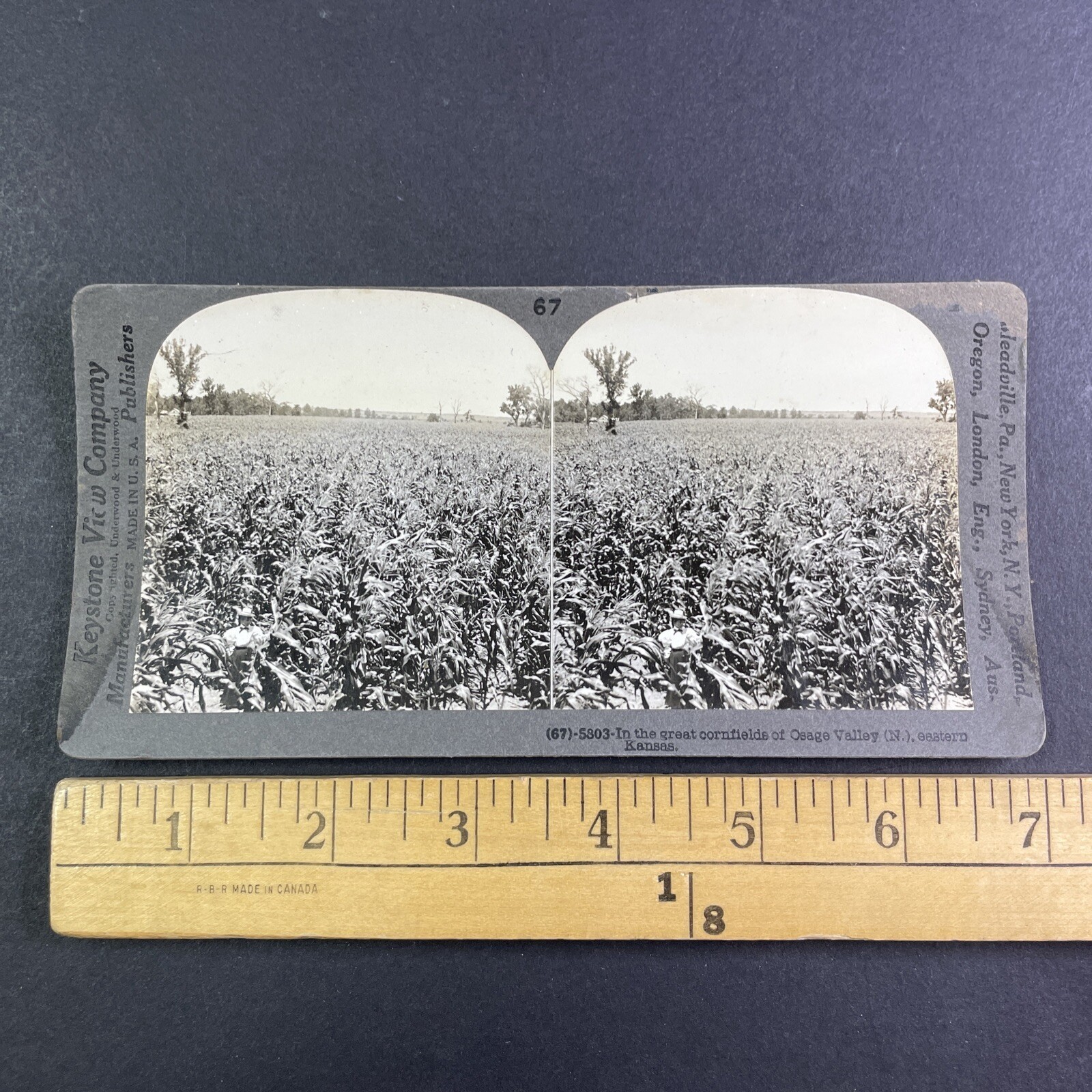 Osage Valley Cornfields Stereoview Keystone View Co. 1909 Kansas Agriculture