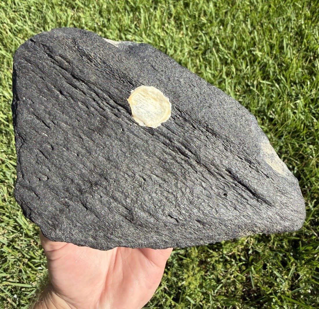 Large Piece of Fossil Whale Bone from the Cooper River Megalodon Era