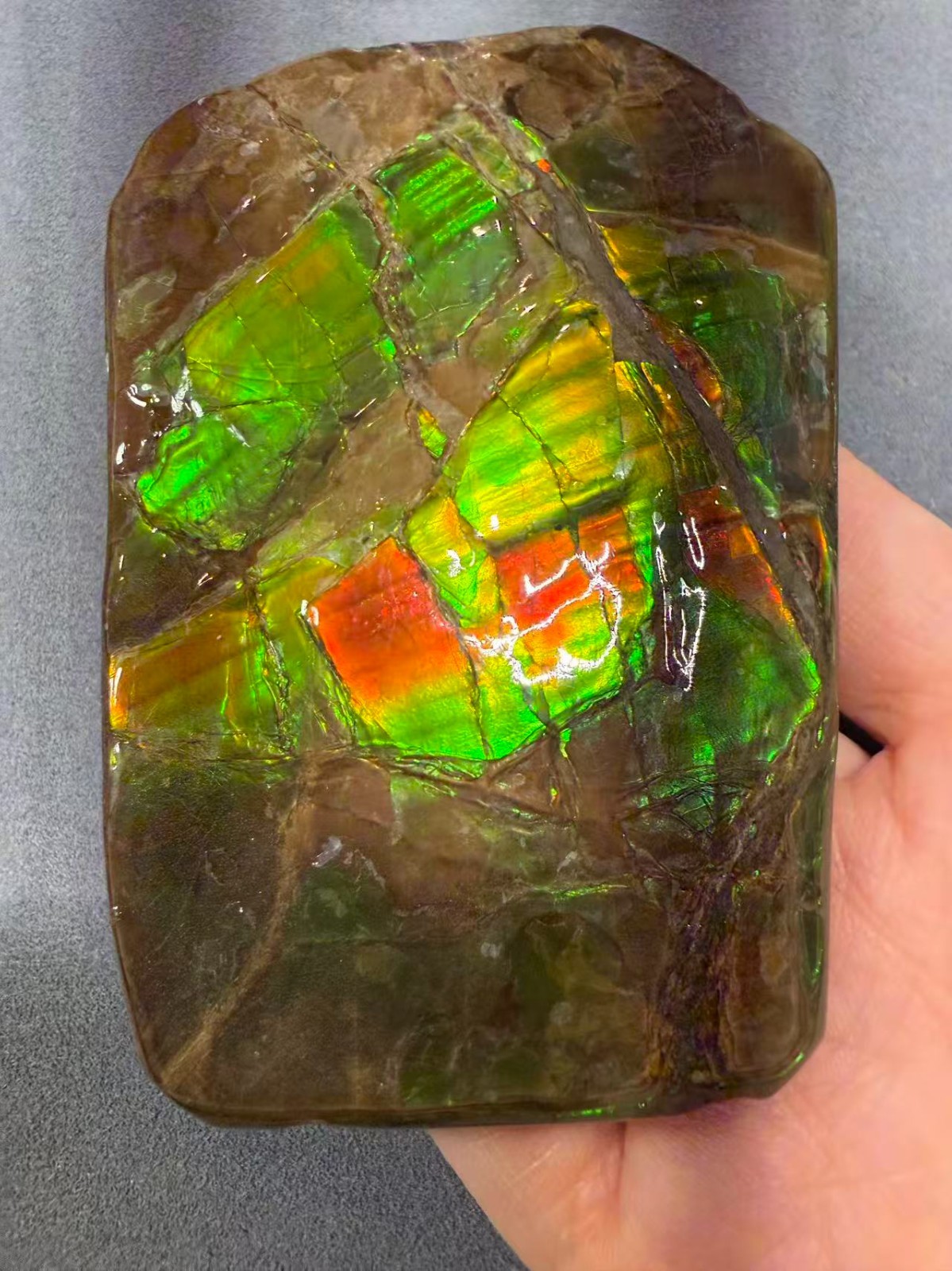 Natural Canadian Ammolite Fossil Hand Specimen| Ammolite Gemstone B103#