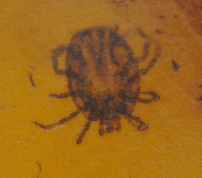Ultra RARE Cretaceous Blood Sucking Tick in Burmese Amber Fossil Dinosaur Age