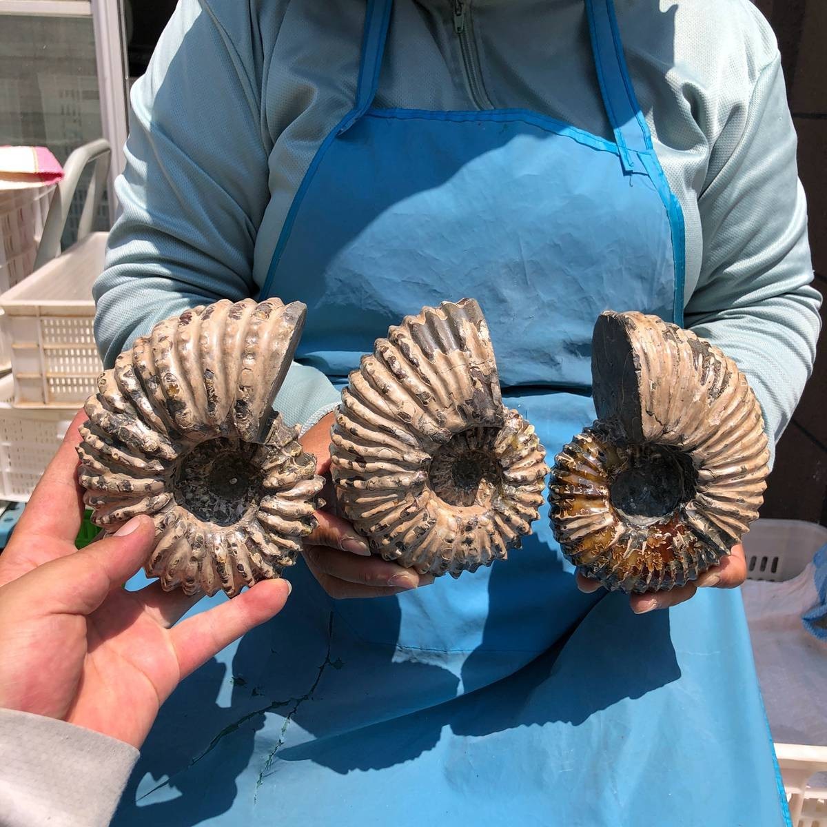 3pcs 7.15LB Natural Whole Ammonite Fossilized Crystal Mineral Specimen Healing