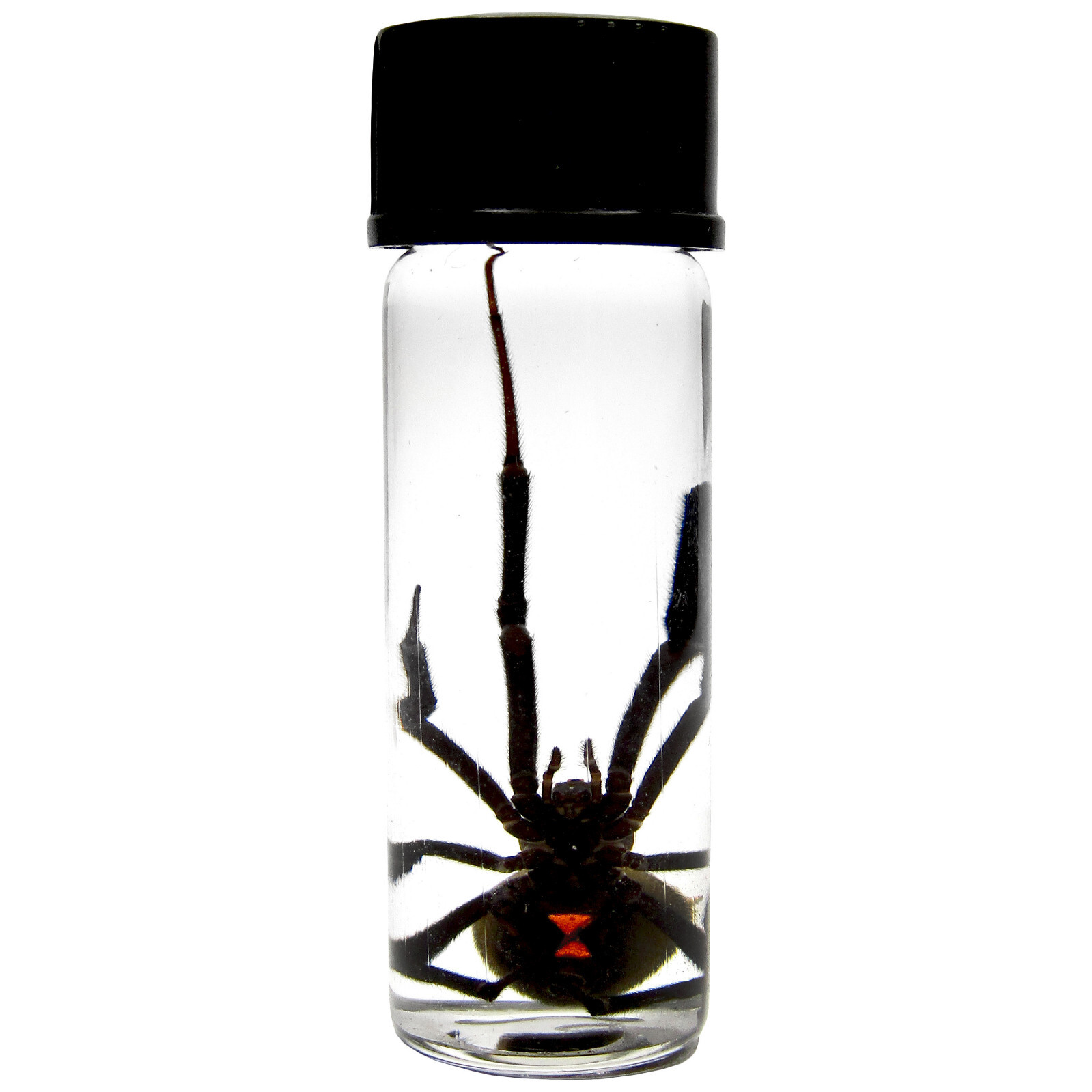LATRODECTUS sp. wet specimen BLACK WIDOW PRESERVED SPIDER 2in VIAL