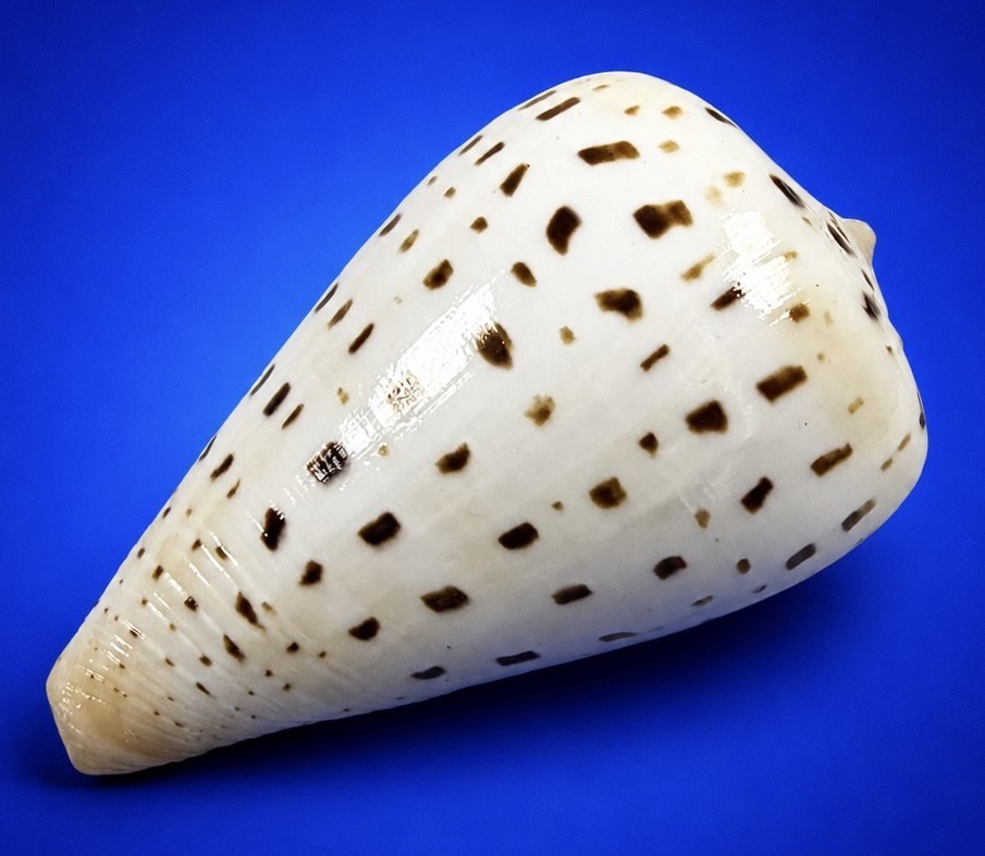 Conus betulinus 61.5mm Beech Cone Shell Indo-Pacific Collector Specimen