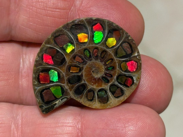 SPECTACULAR RARE,AMMOLITE(CANADA) INLAY IN FOSSIL AMMONITE(MADAGASCAR)SEE VIDEO