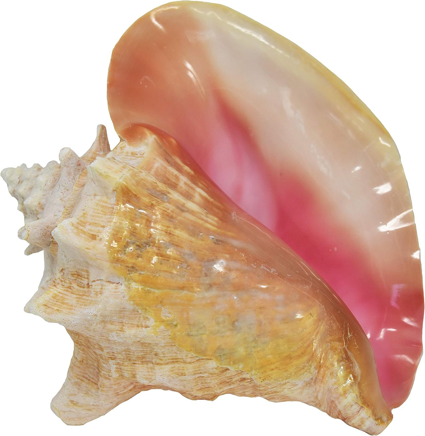 Jumbo Bahama Conch Shell, 8 to 10 Inches