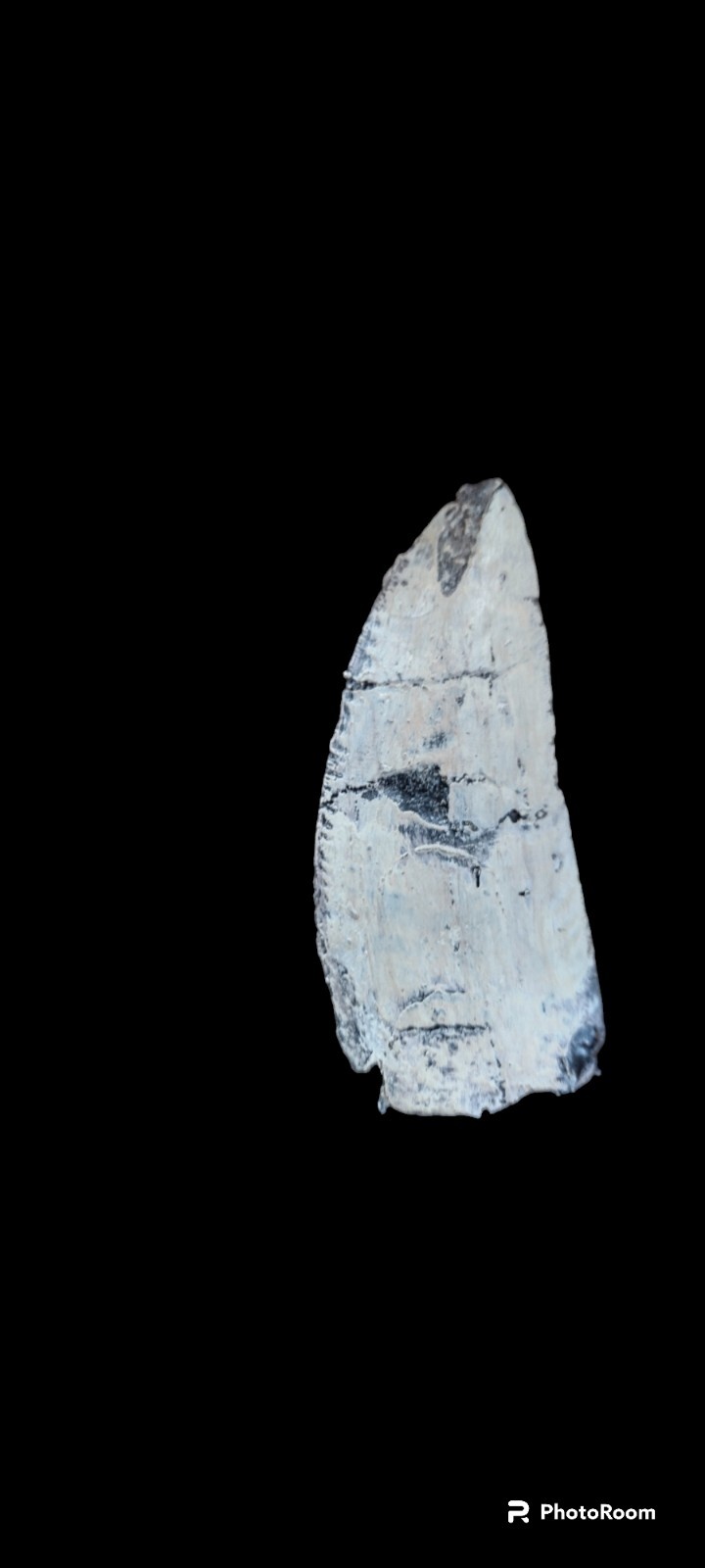 Charcharodontosaurus Tooth cast replica