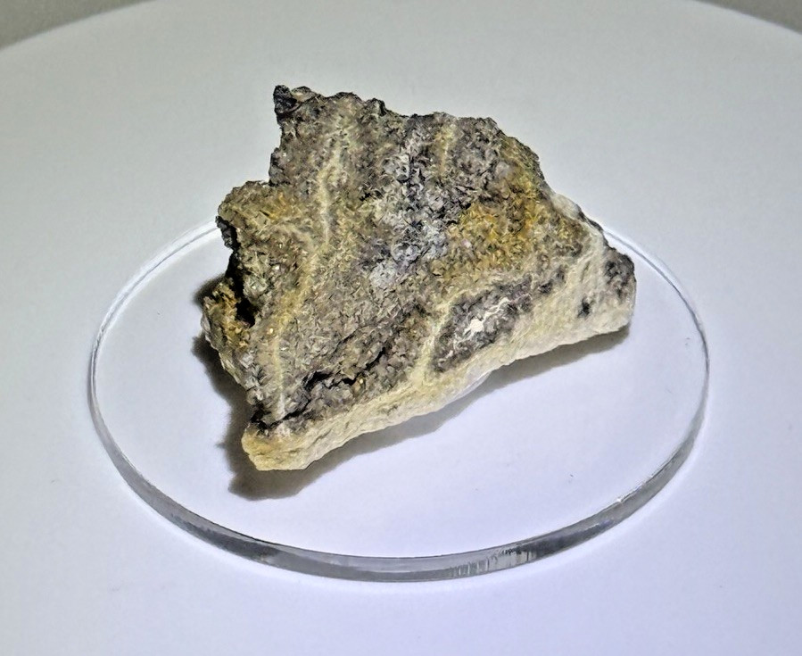 STRIKING Brilliant Wood (Alabama Diamond Wood) Petrified Wood w/ Stand