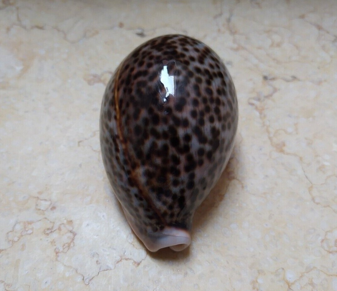 Cypraea pantherina red sea shell 91.8mm F++++ gray very nice color super glossy