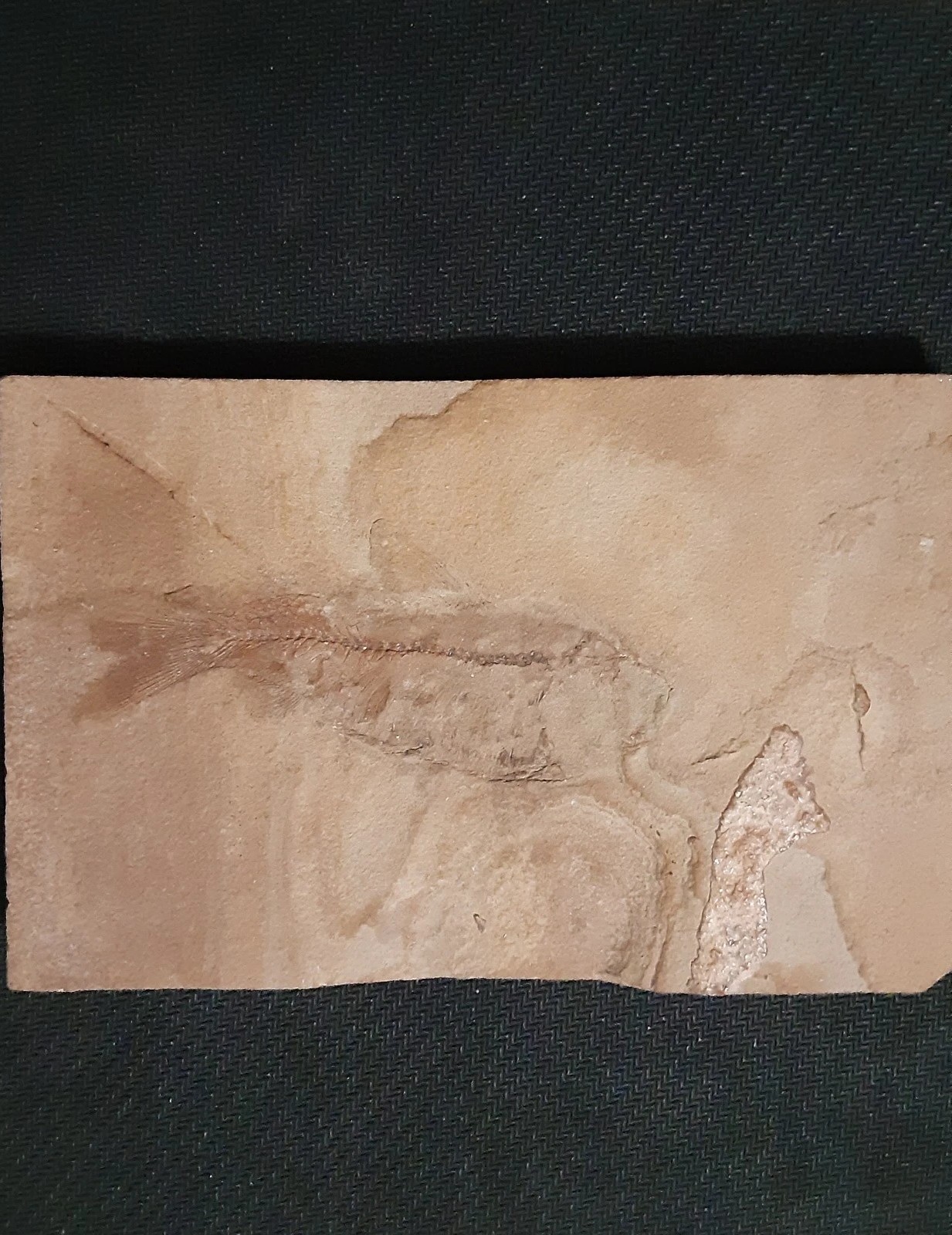 Prehistoric Fish Fossil Knightia Eocaena 