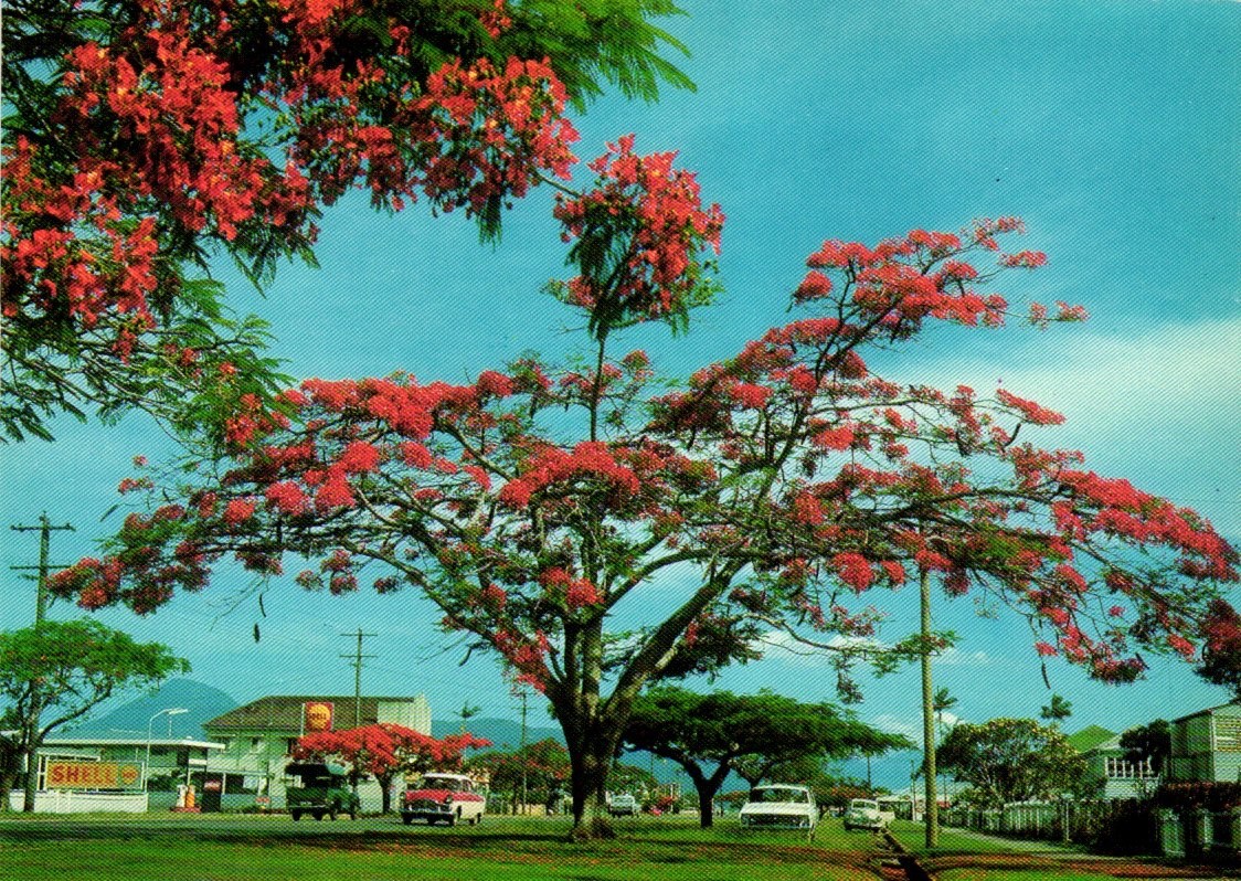 Postcards - VTG Sheridan Street Cairns Queensland Australia Poinciana Trees.