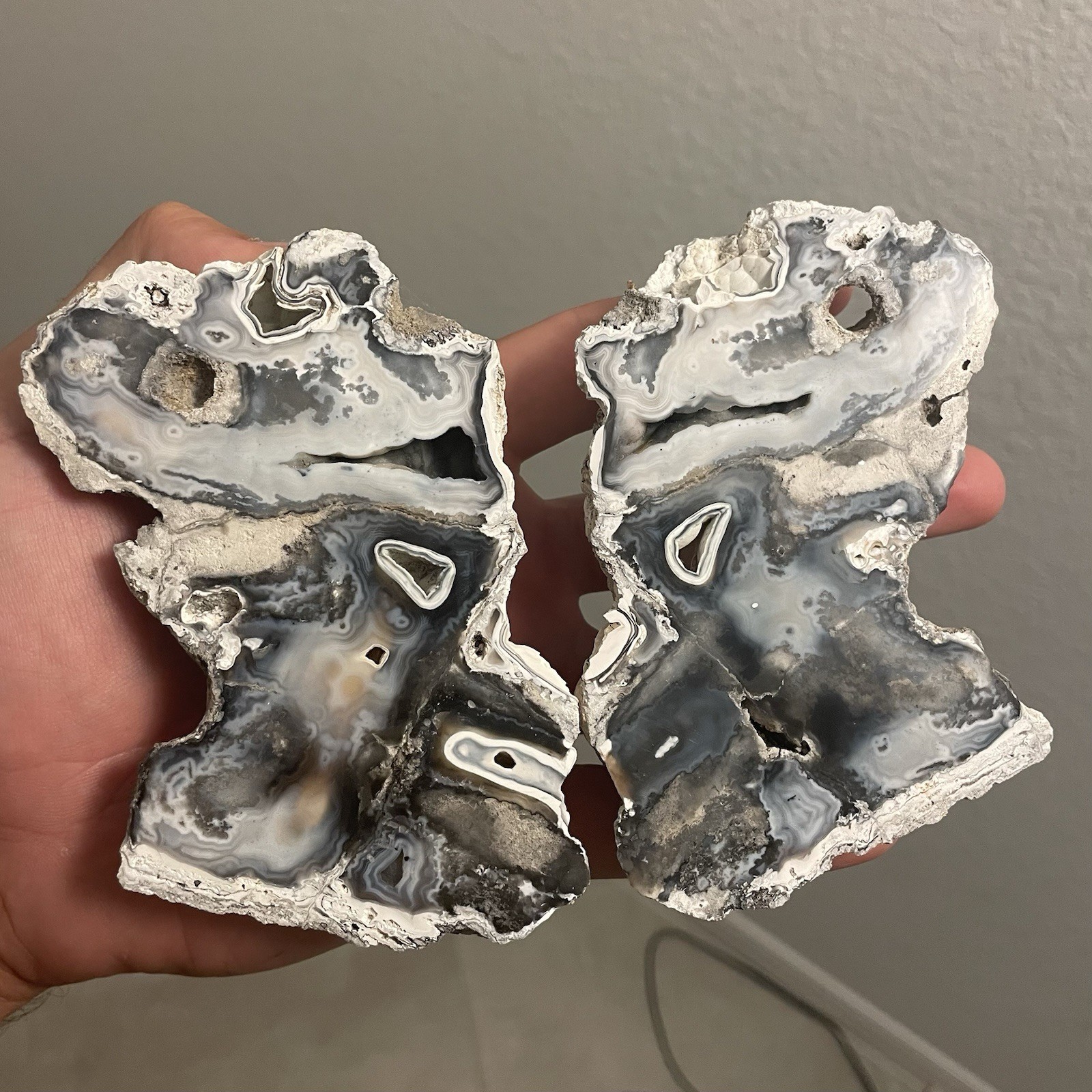 Agatized Corral Fossil Specimens AMAZING 2 Piece Polished Split Tampa Bay FL